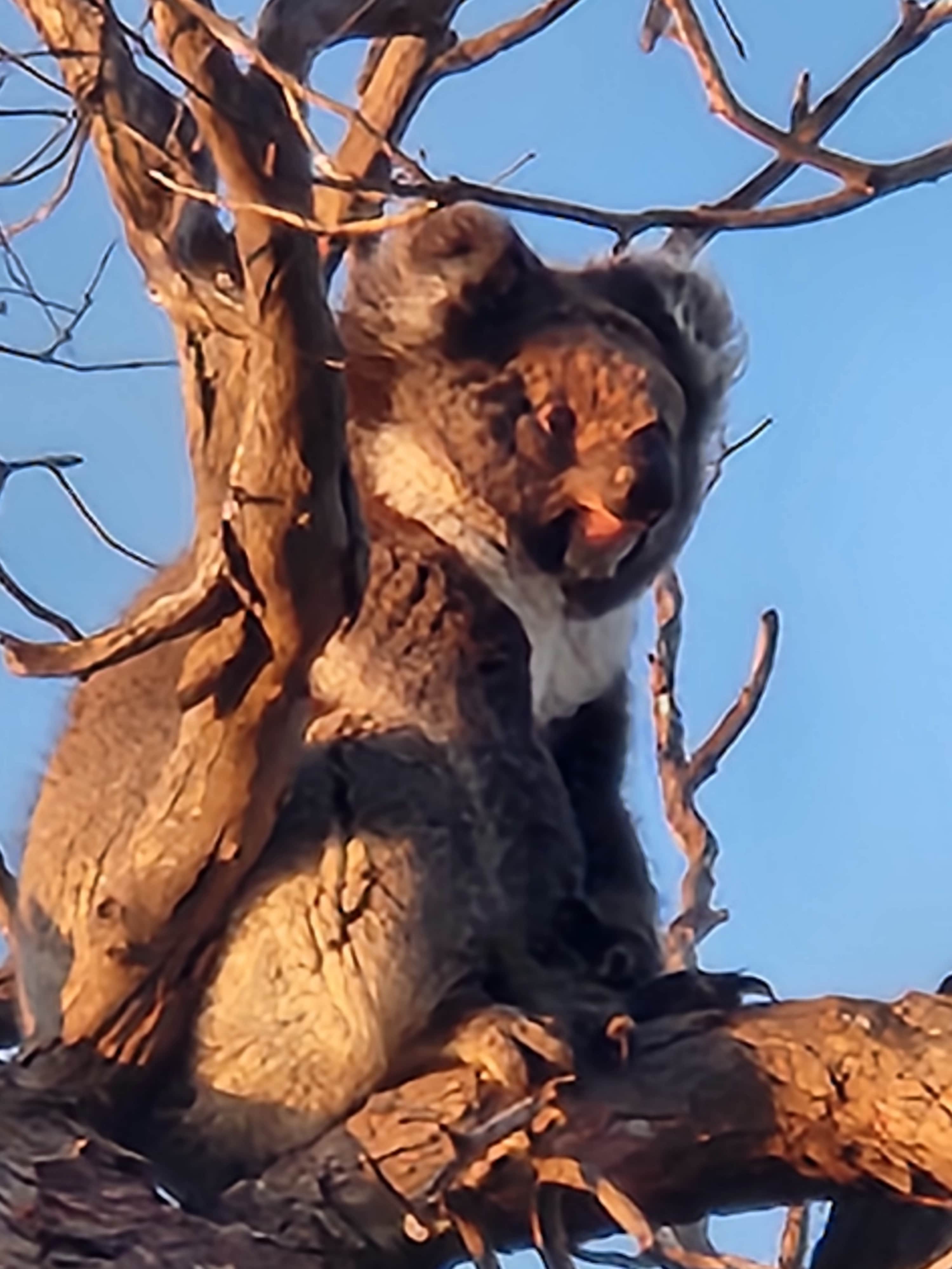 Mikkira Station Koala Sanctuary