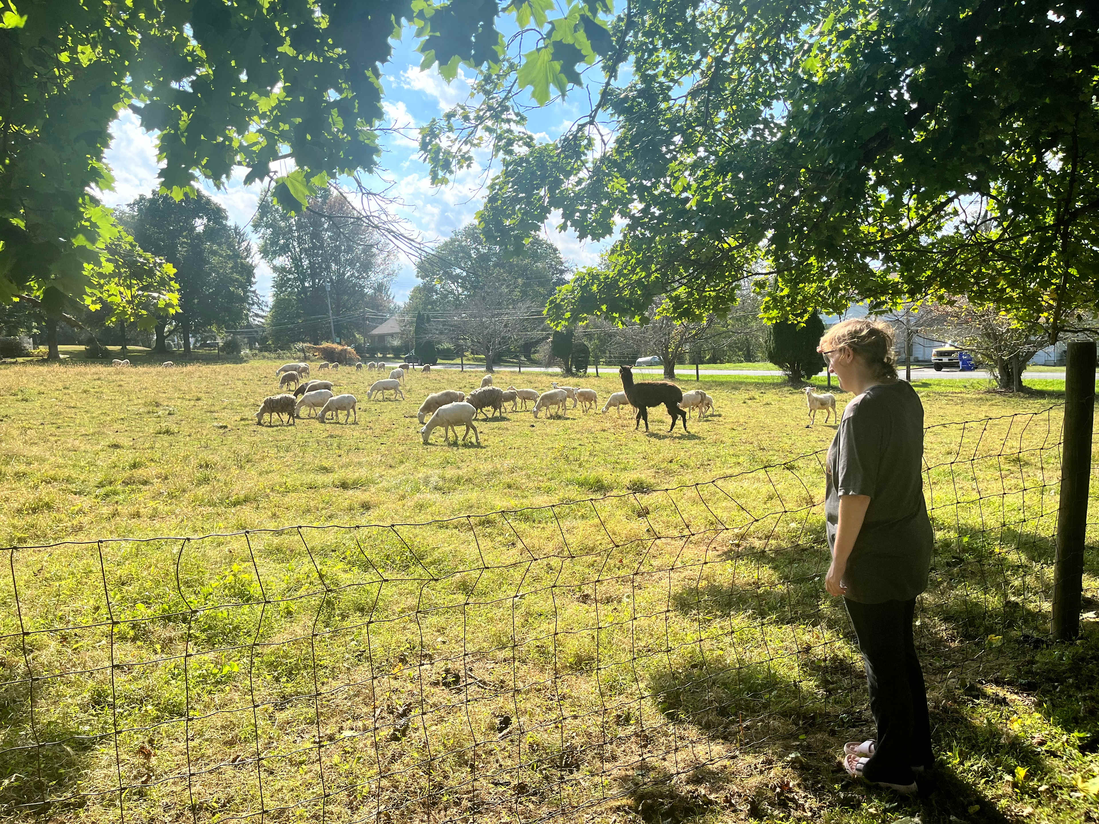 Visiting the sheep and alpaca! 