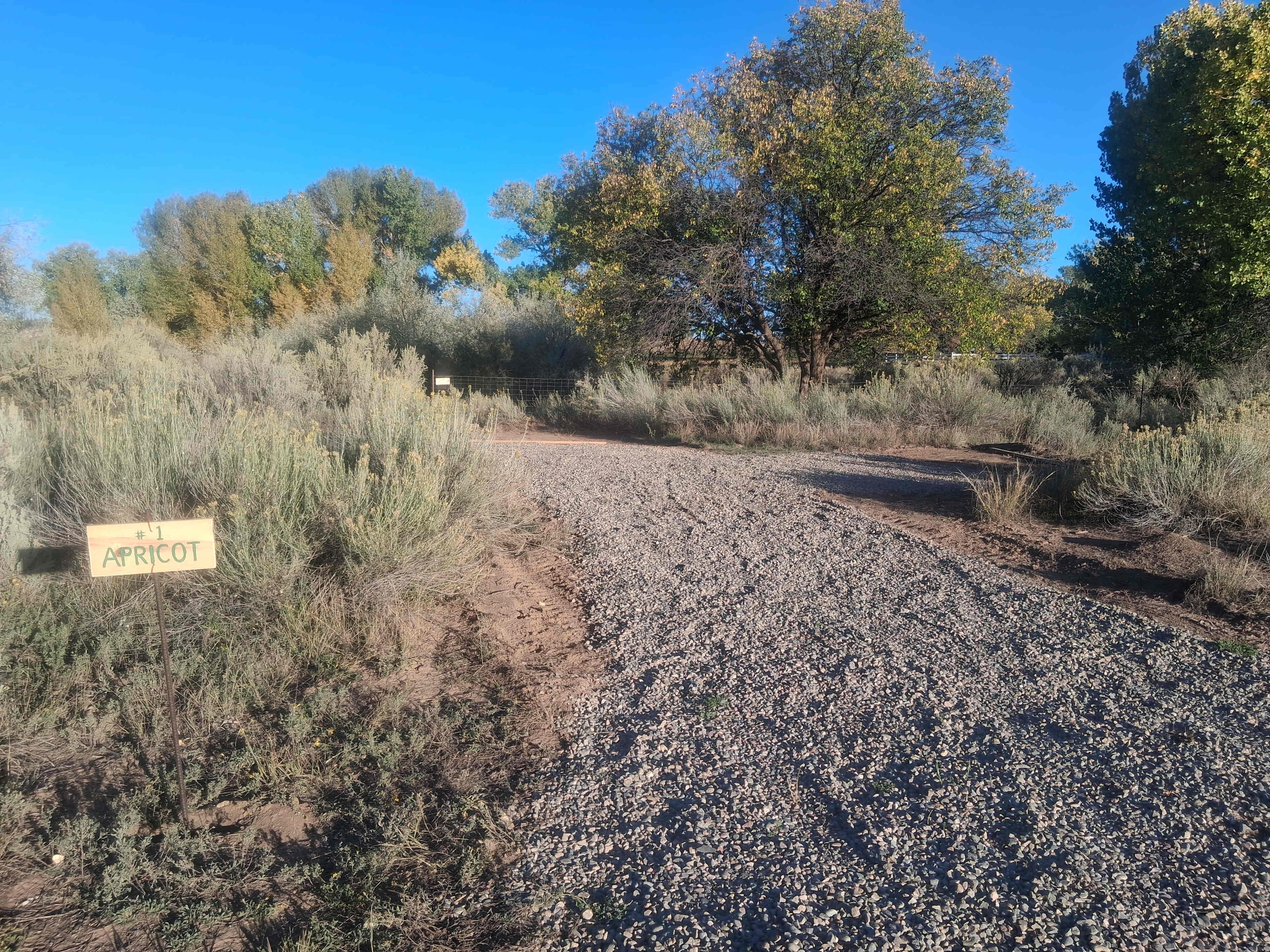 Apricot Starlight site #1