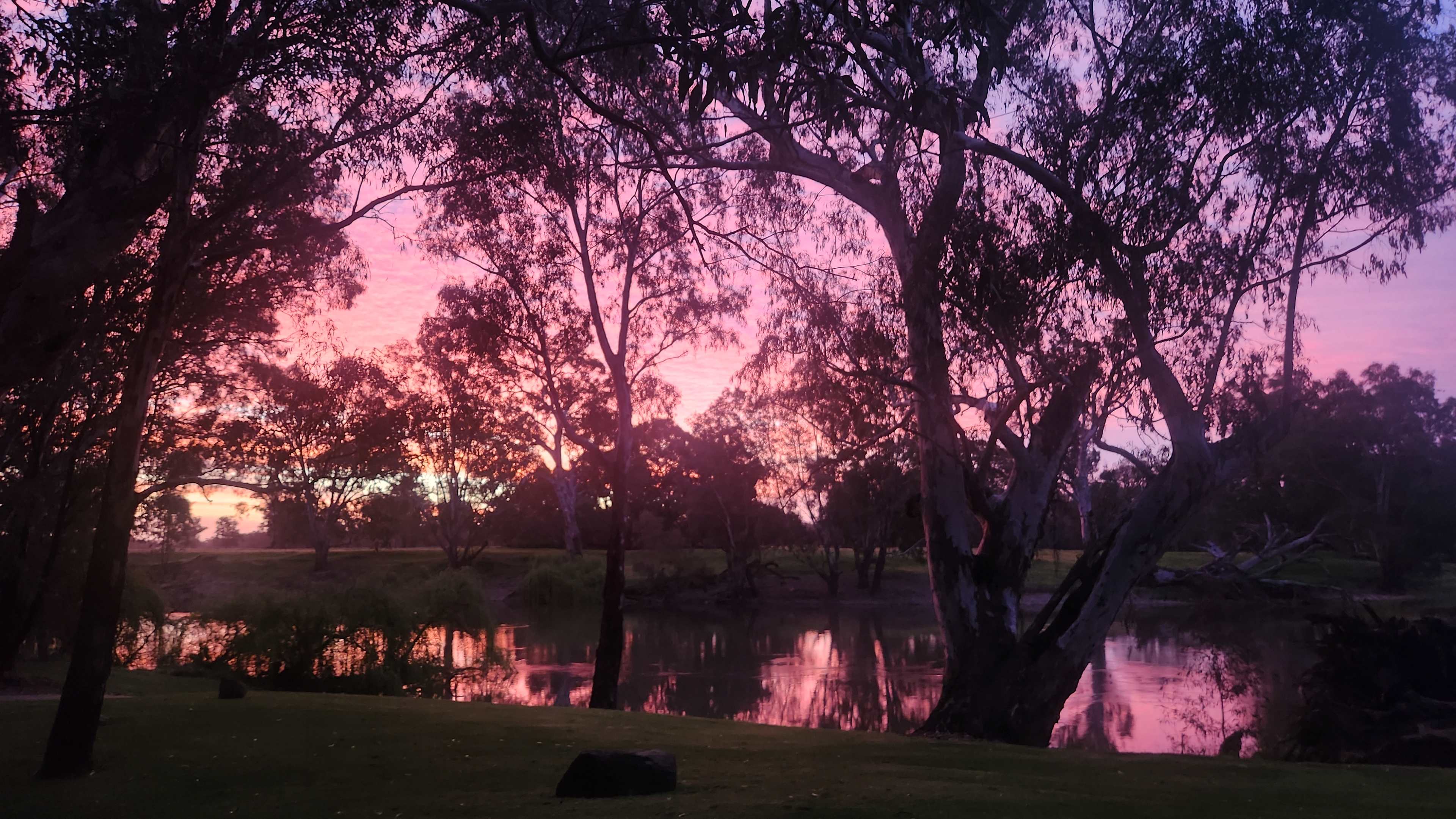 Palm Cove On The Murrumbidgee