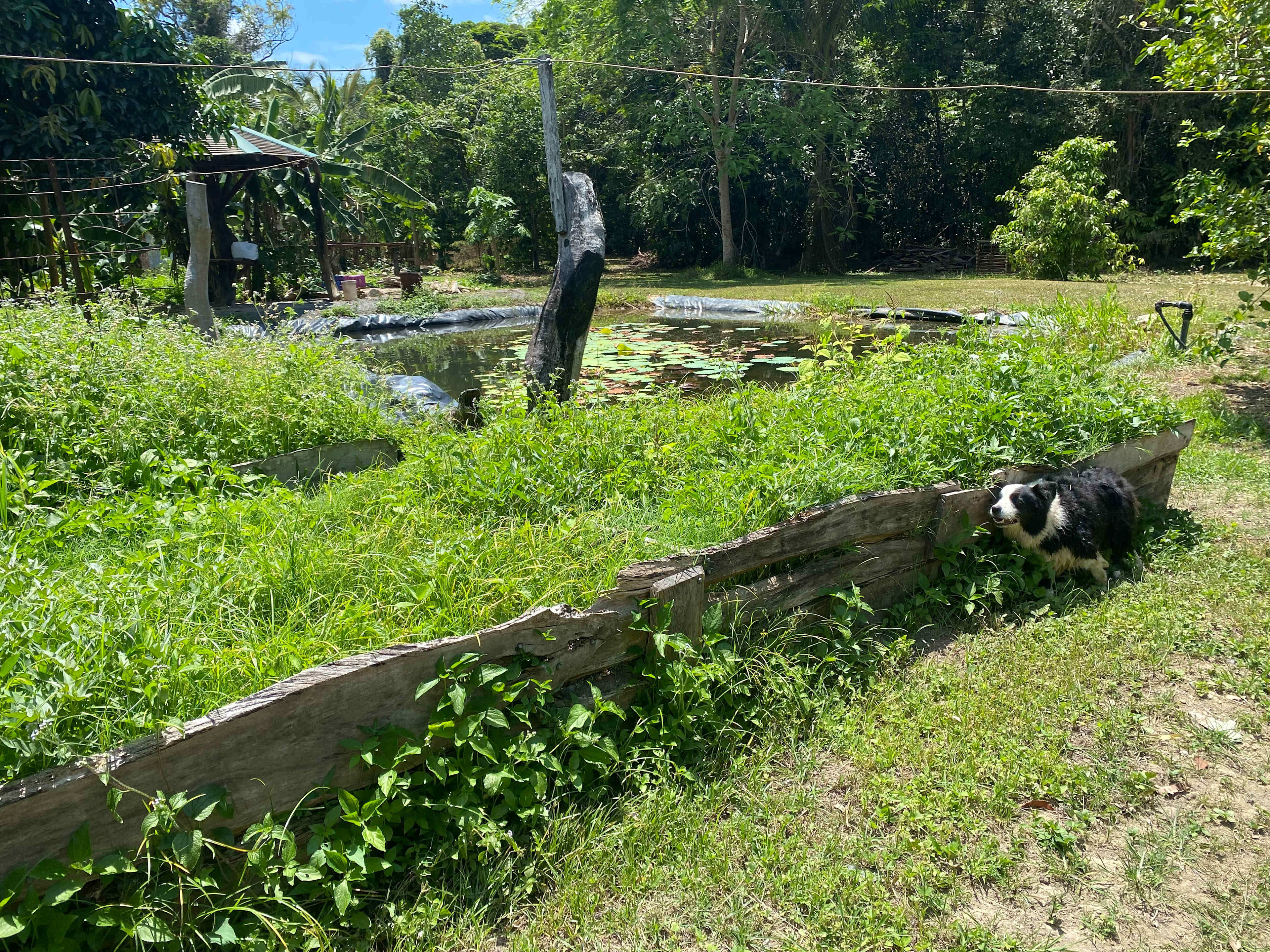 Zazen Permaculture Farm