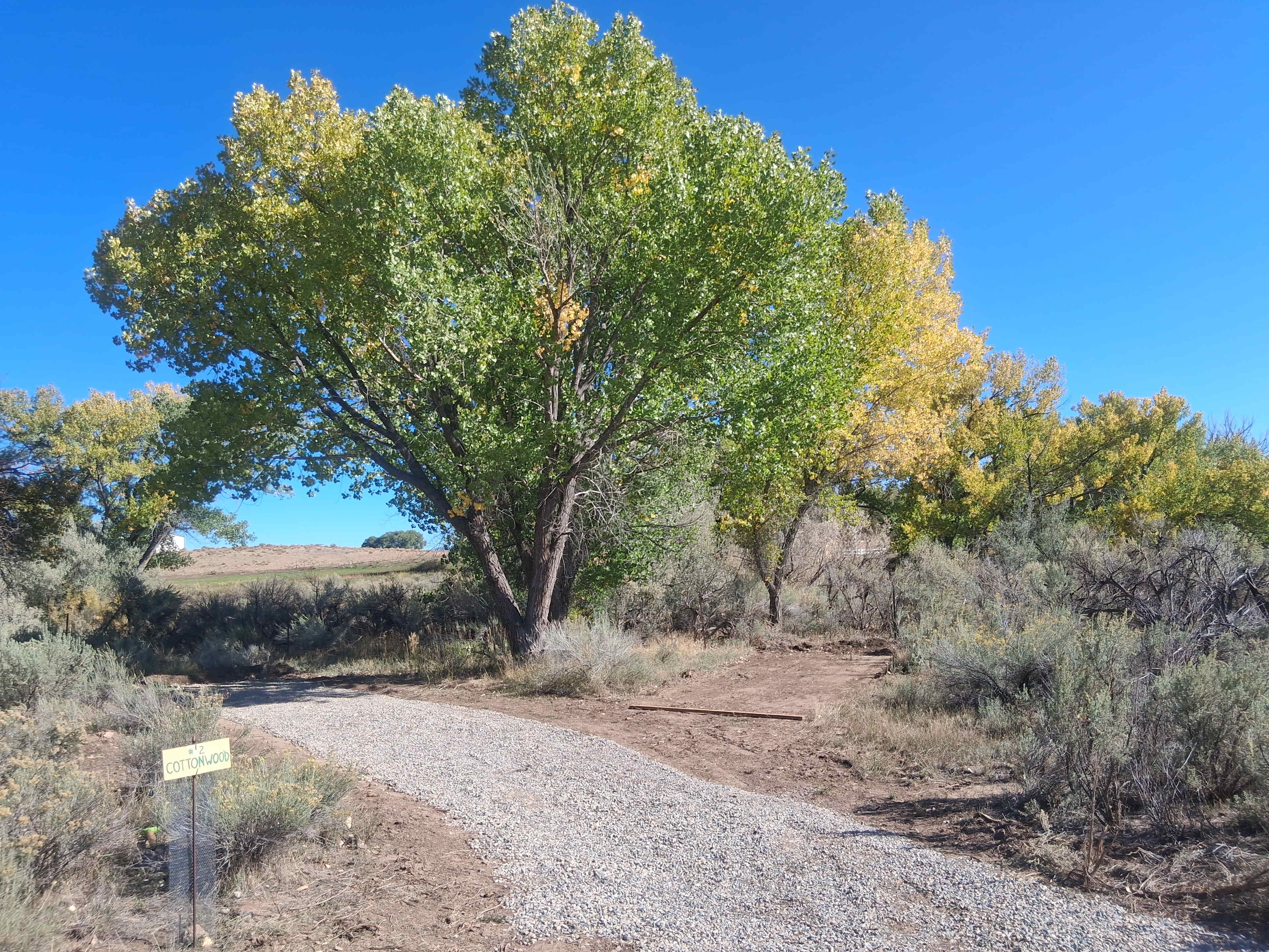 Cottonwood Dream Site #2. 