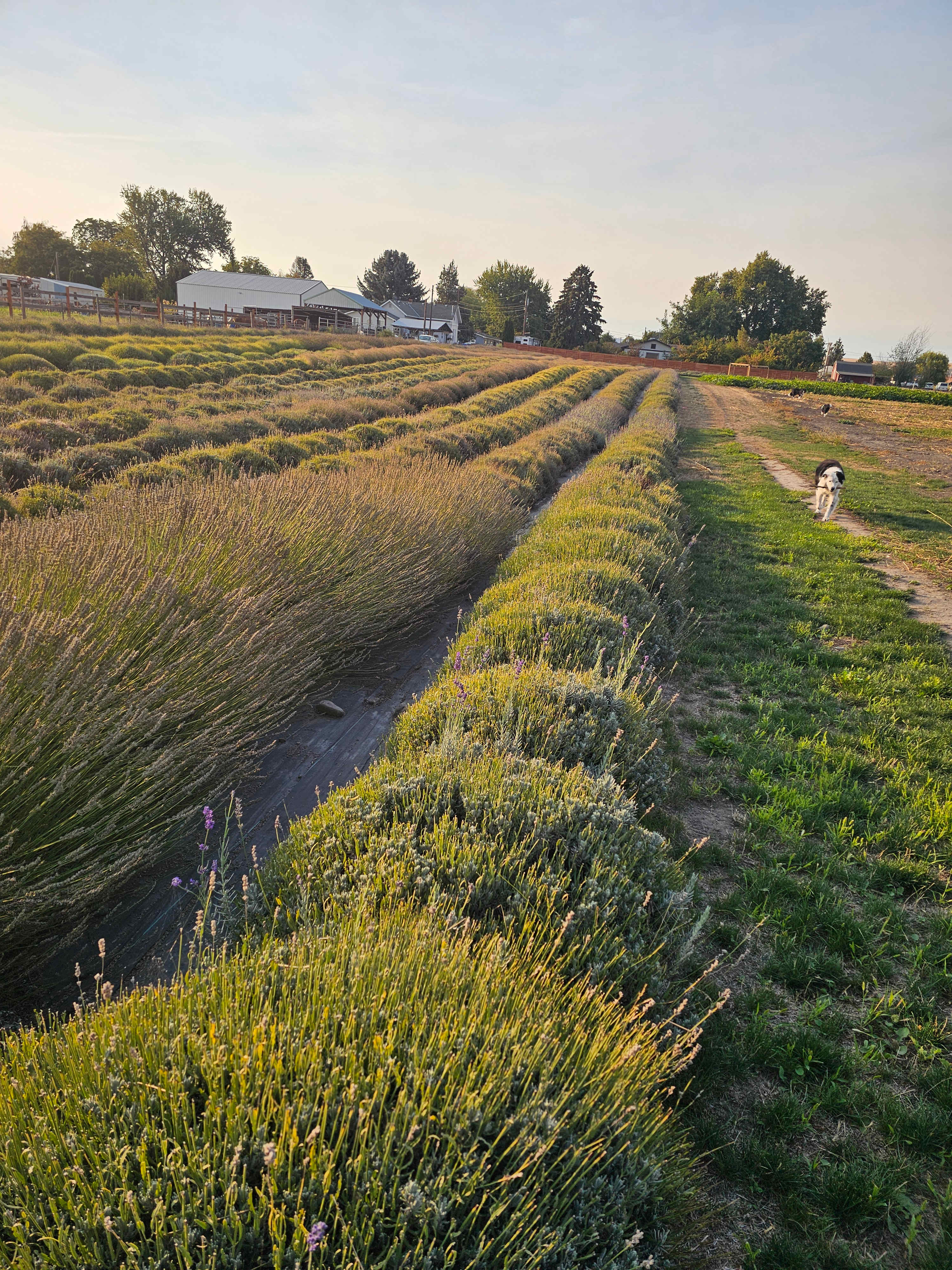 Relaxing, Peaceful Lavender Farm