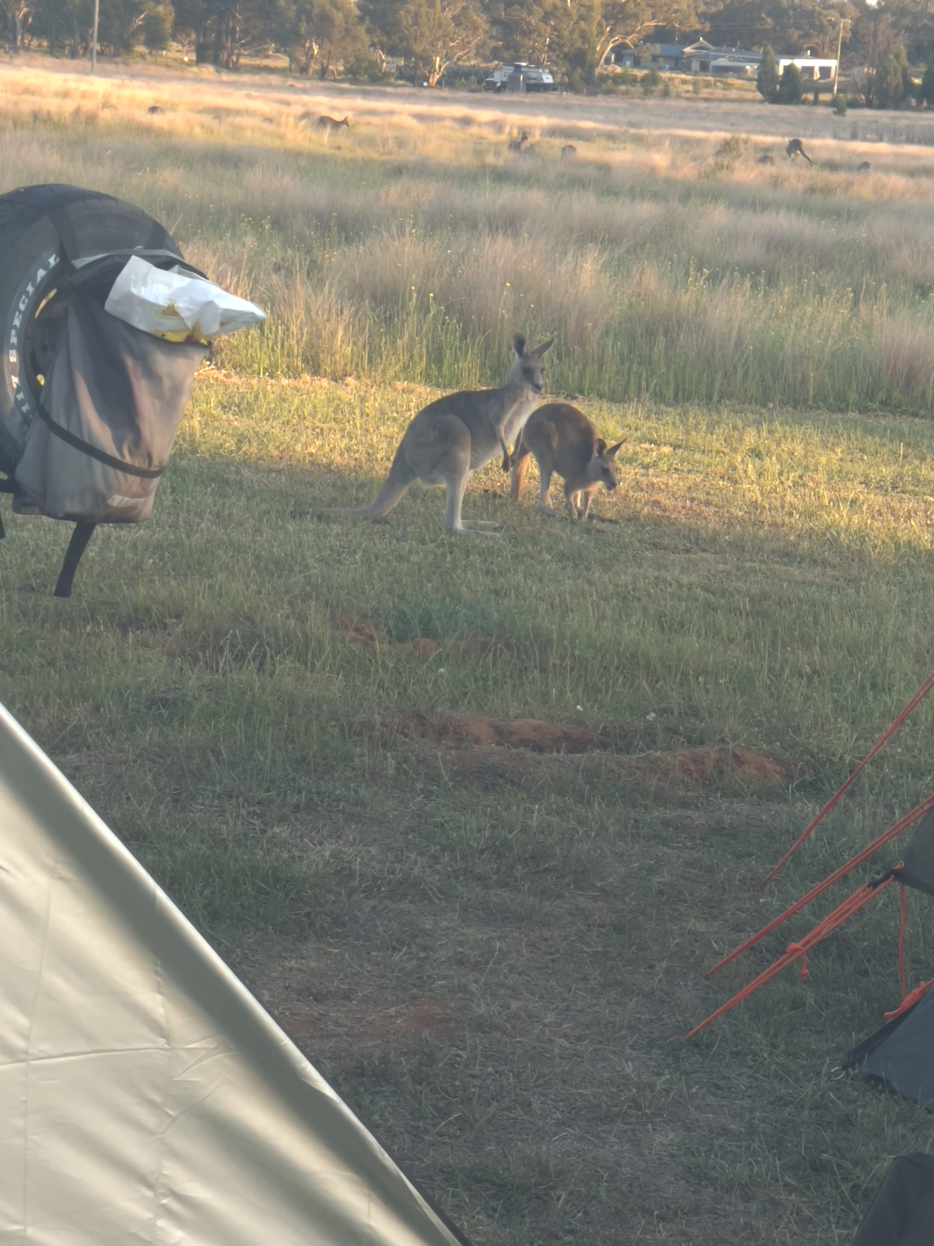 KANGAROO CREEK CAMP DUBBO
