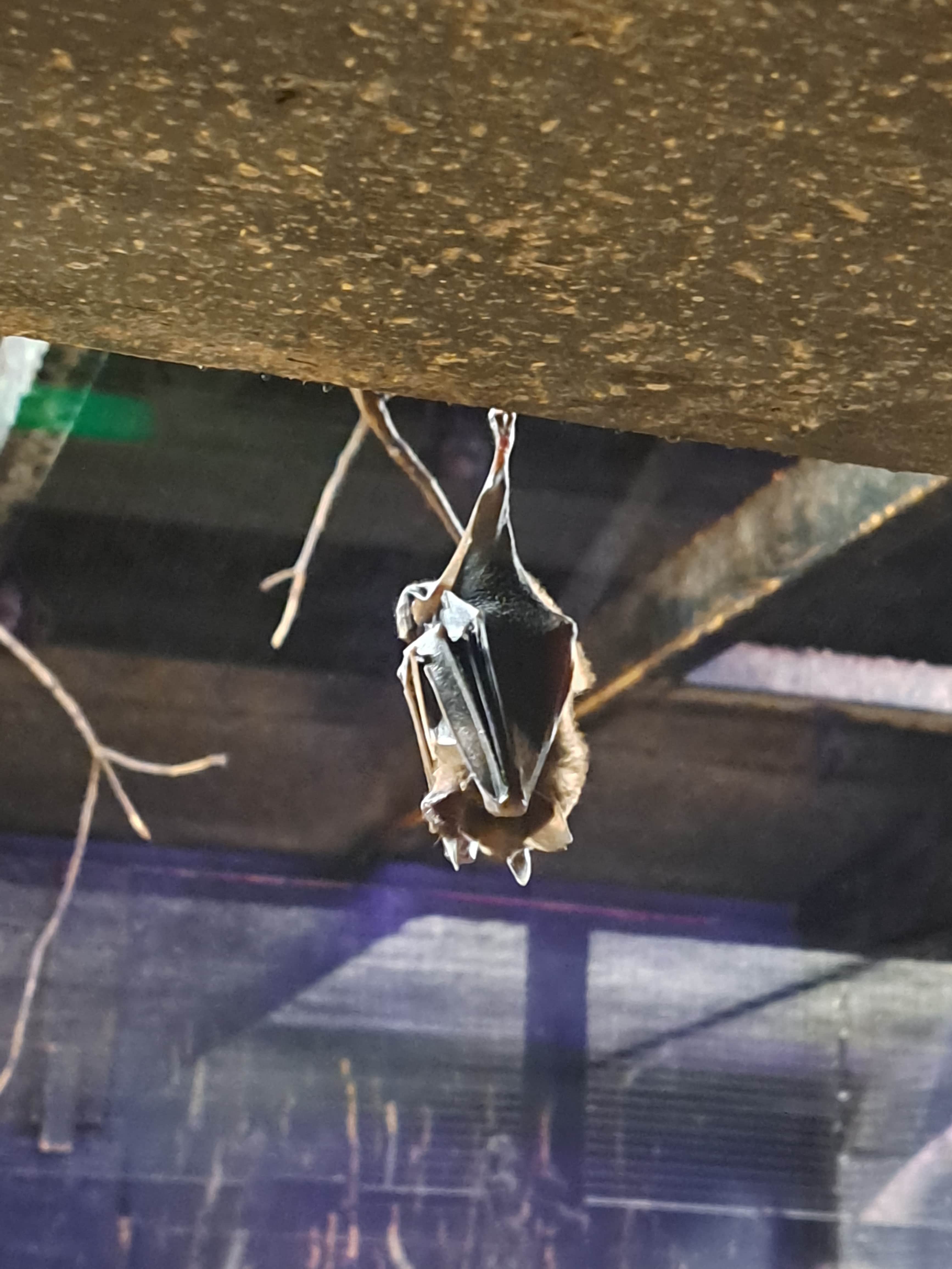 Animal Sanctuary and Peace Park