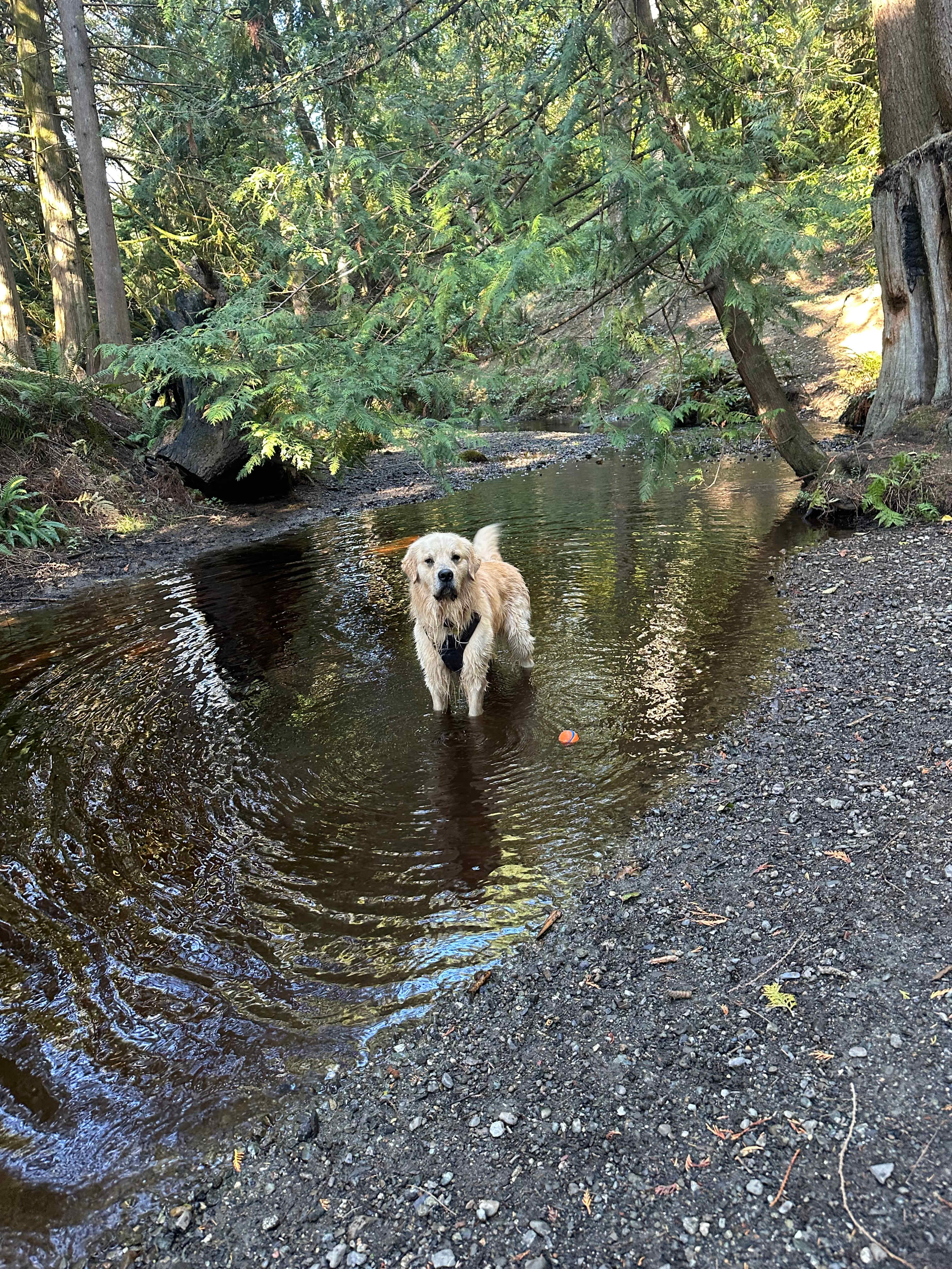 Grace E.’s Mini Forest Cabins