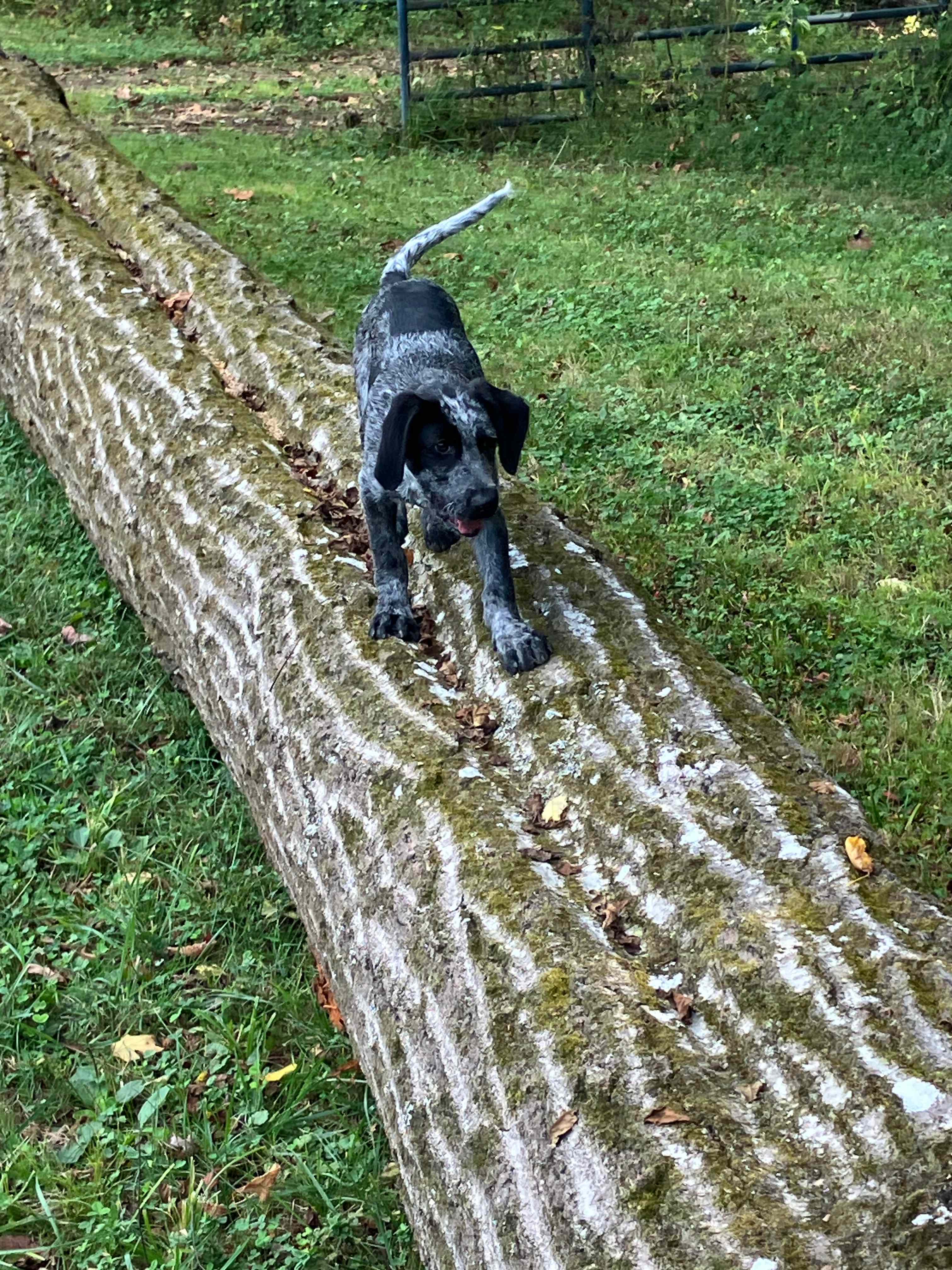 Bourbon Trail Campground