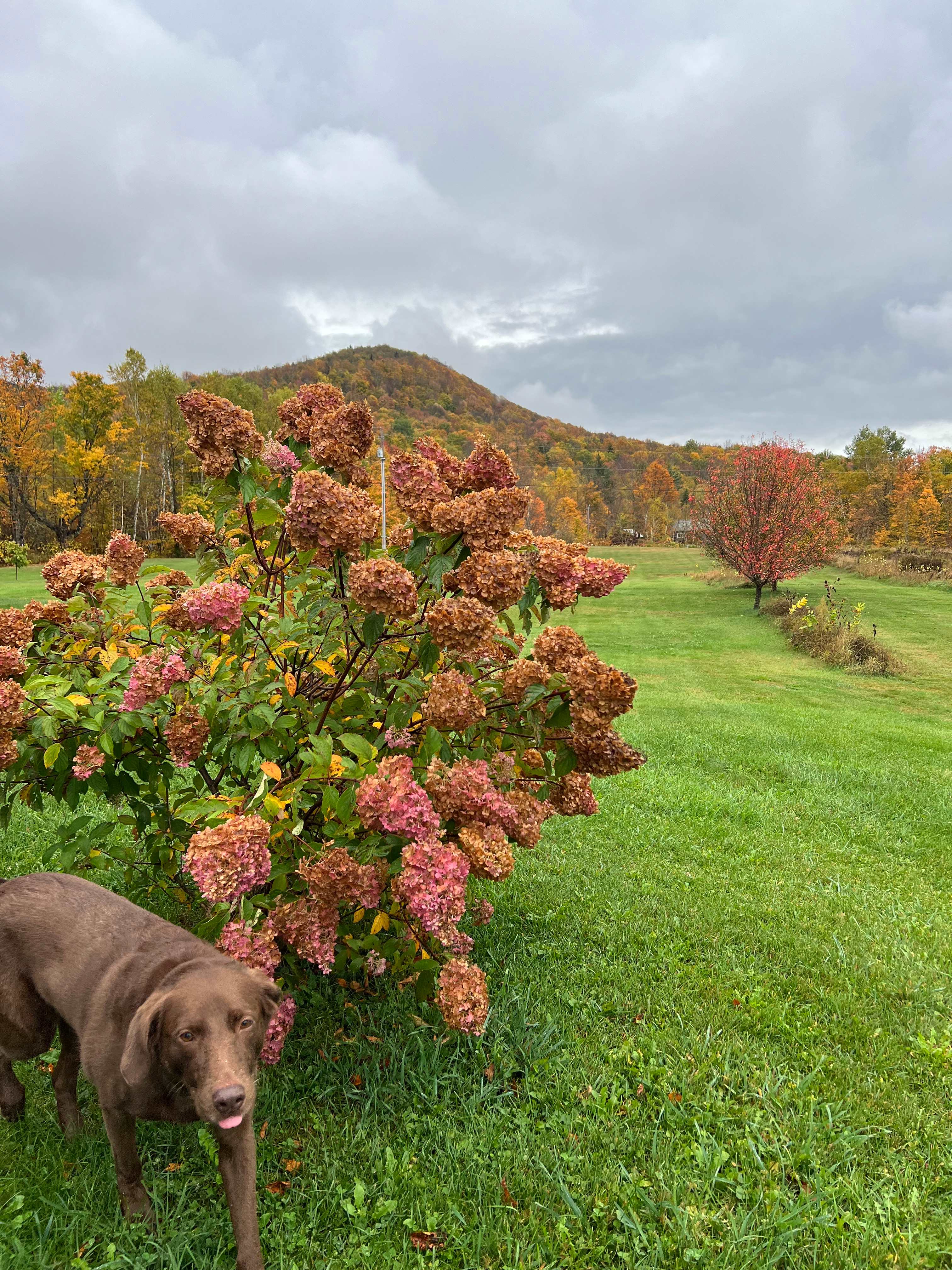 BlueberryHill  Field Camp