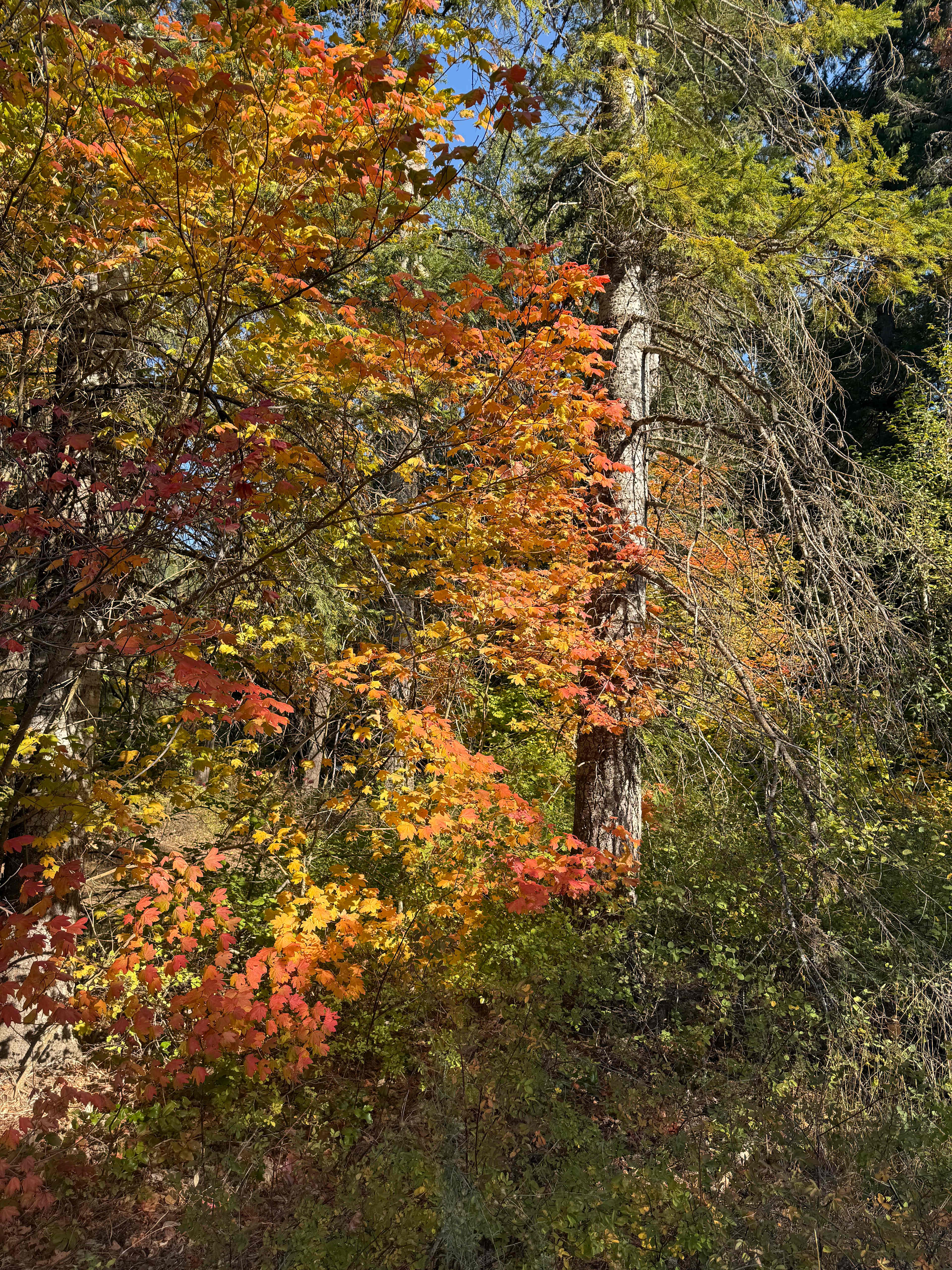 Heron's Rookery at Yakima River