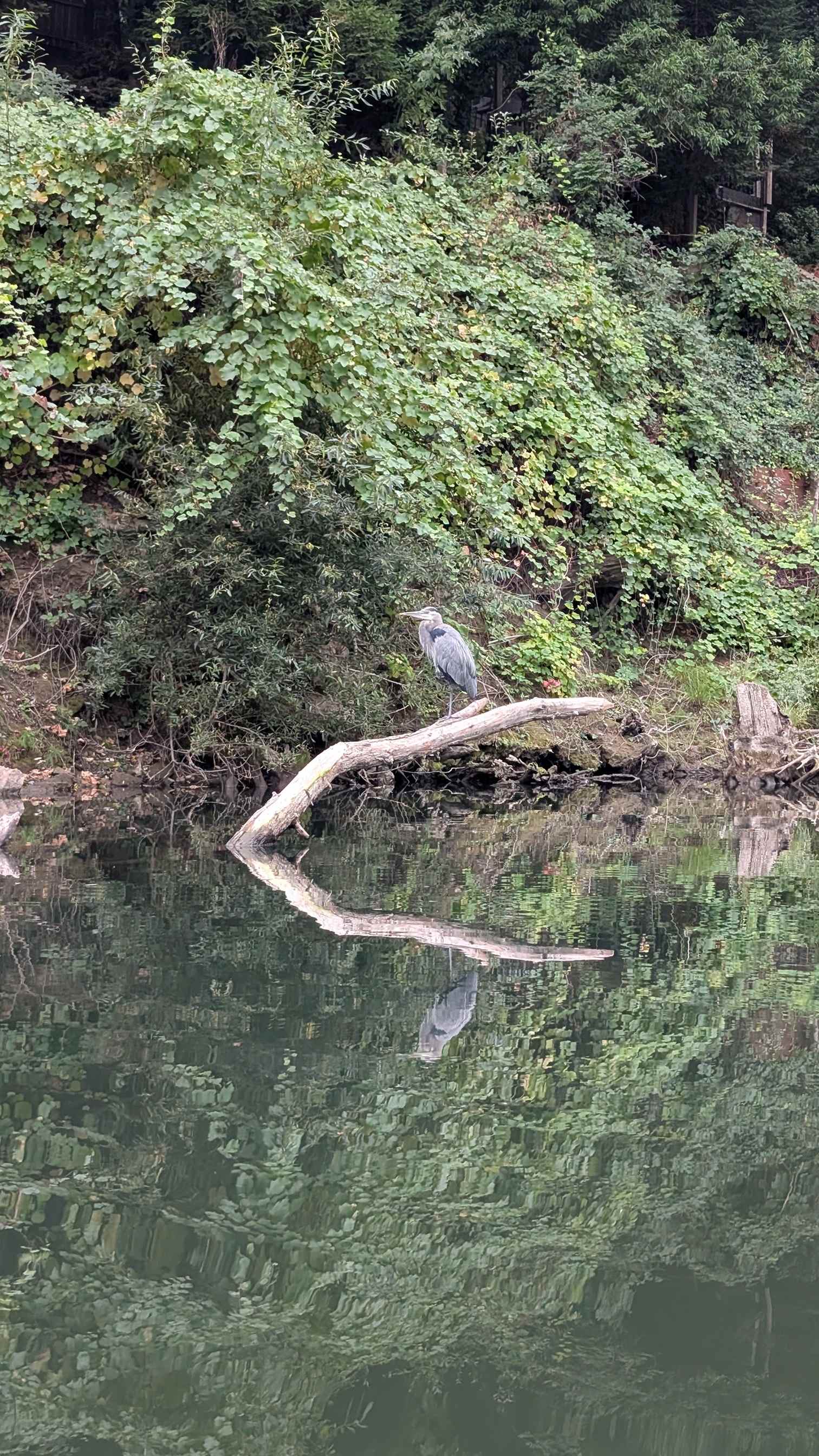 The Mojo River Spot in the redwoods