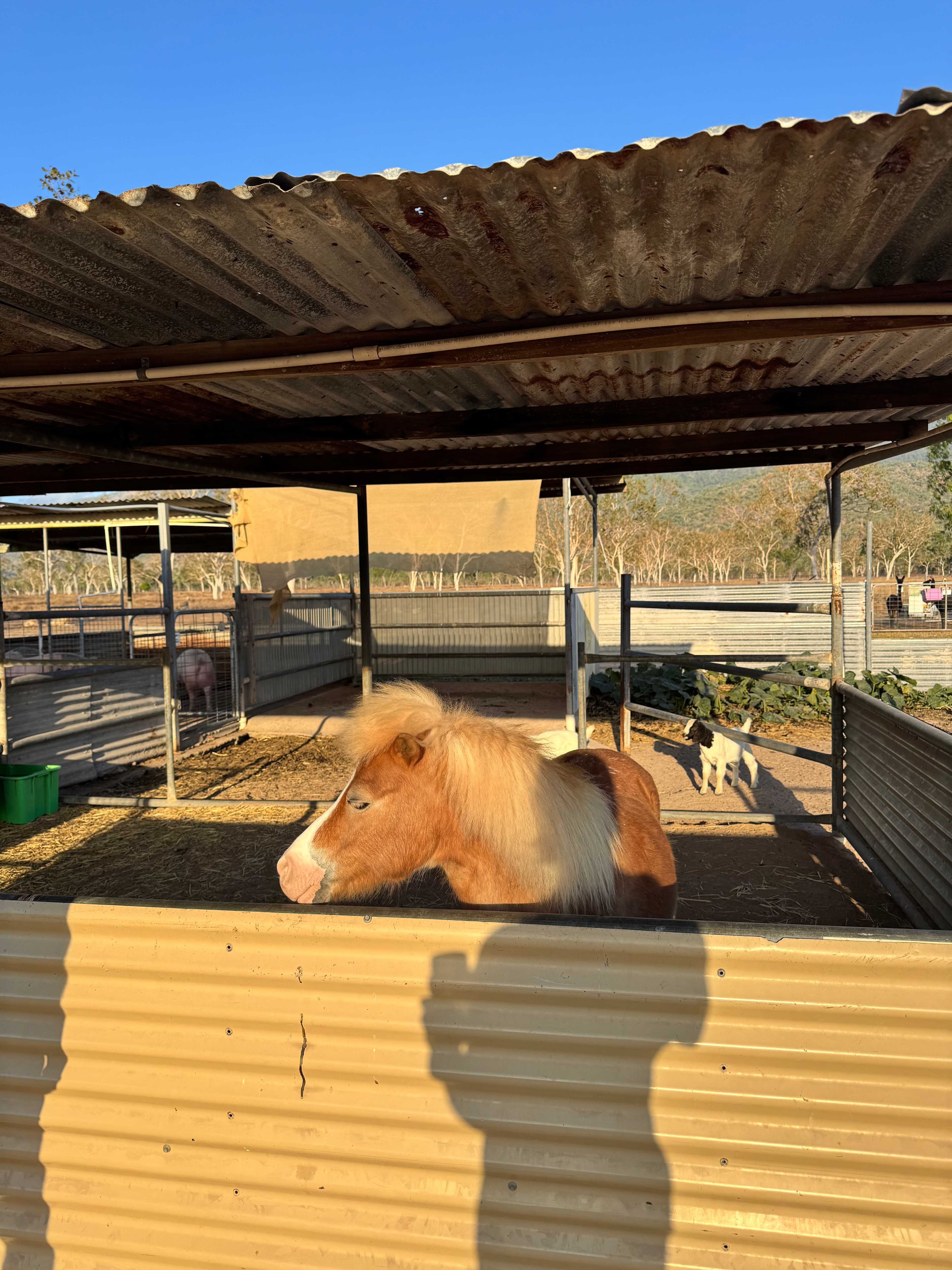 Mountview Farm Stay and Poodles