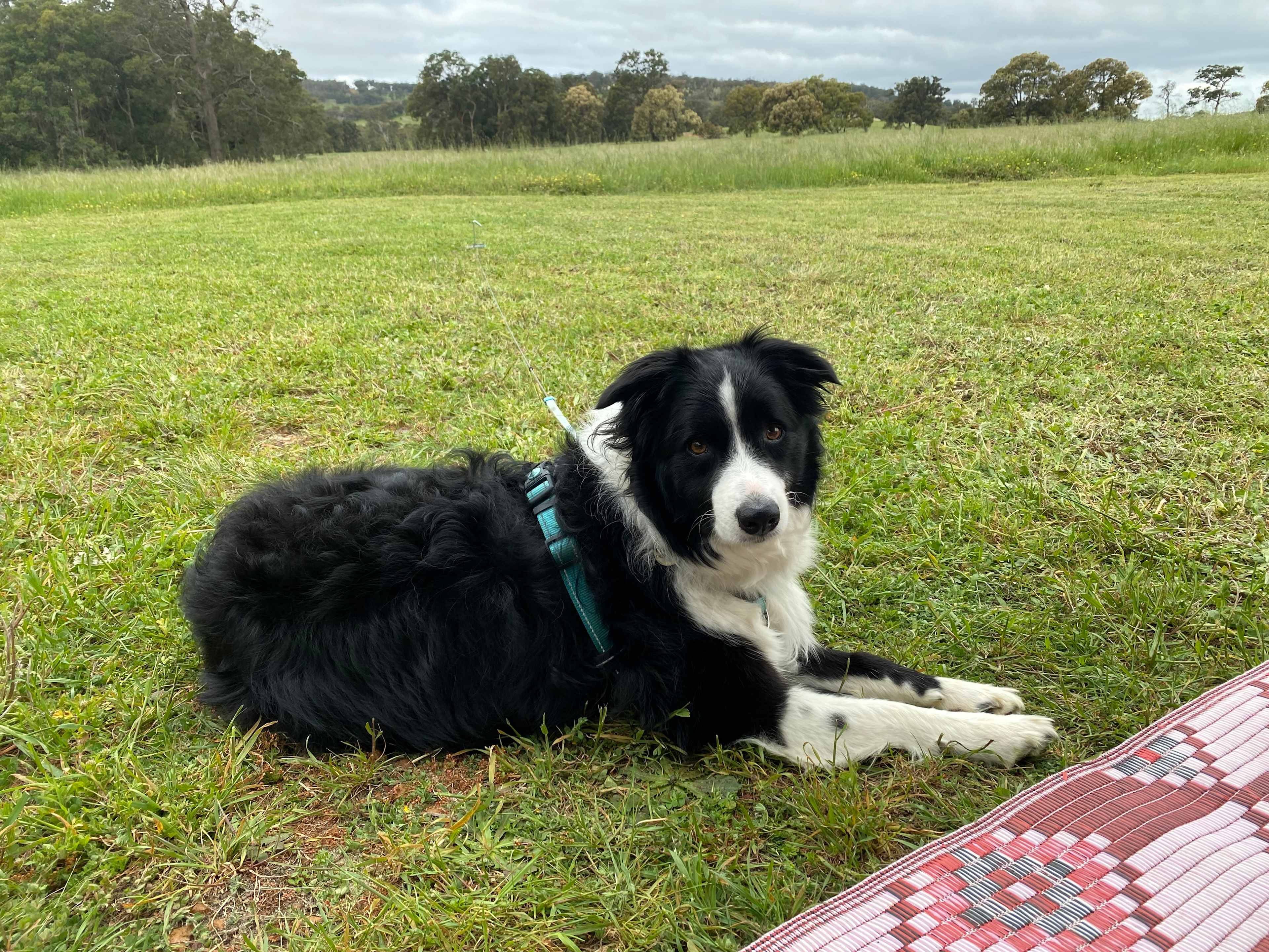 Frankie Blu Mc BargeArse the third enjoying a stretch 