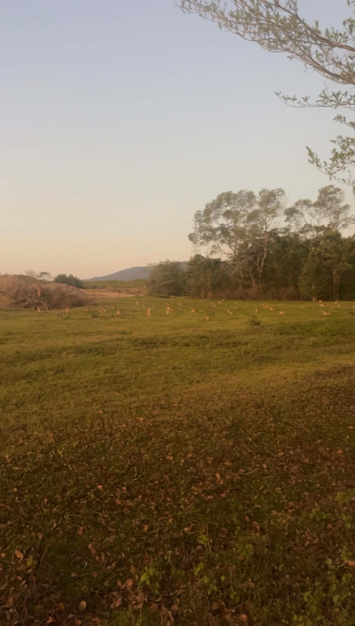 Easy Camping at Wallaby Nights