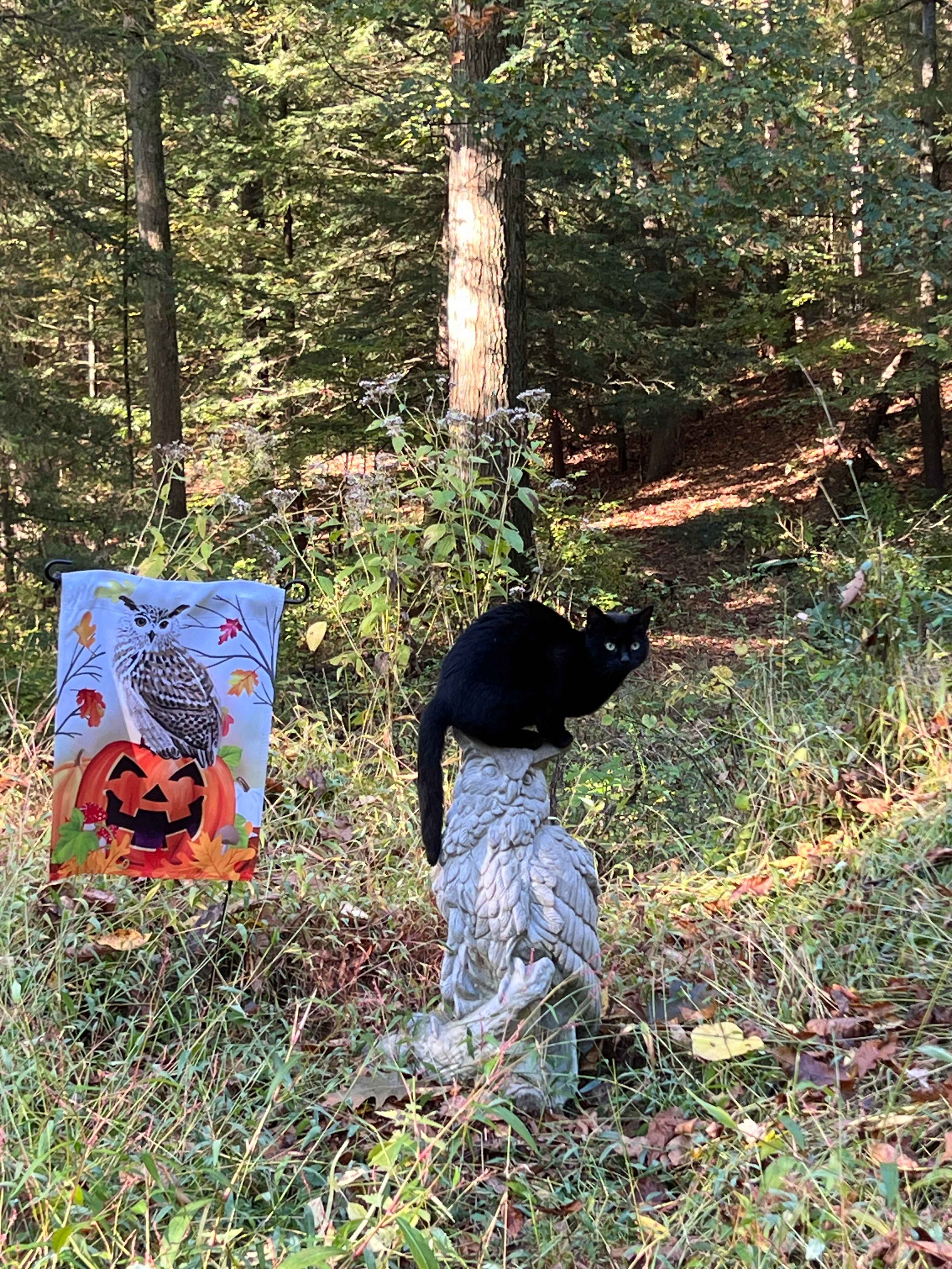 Hemlock & Hobbit Forest