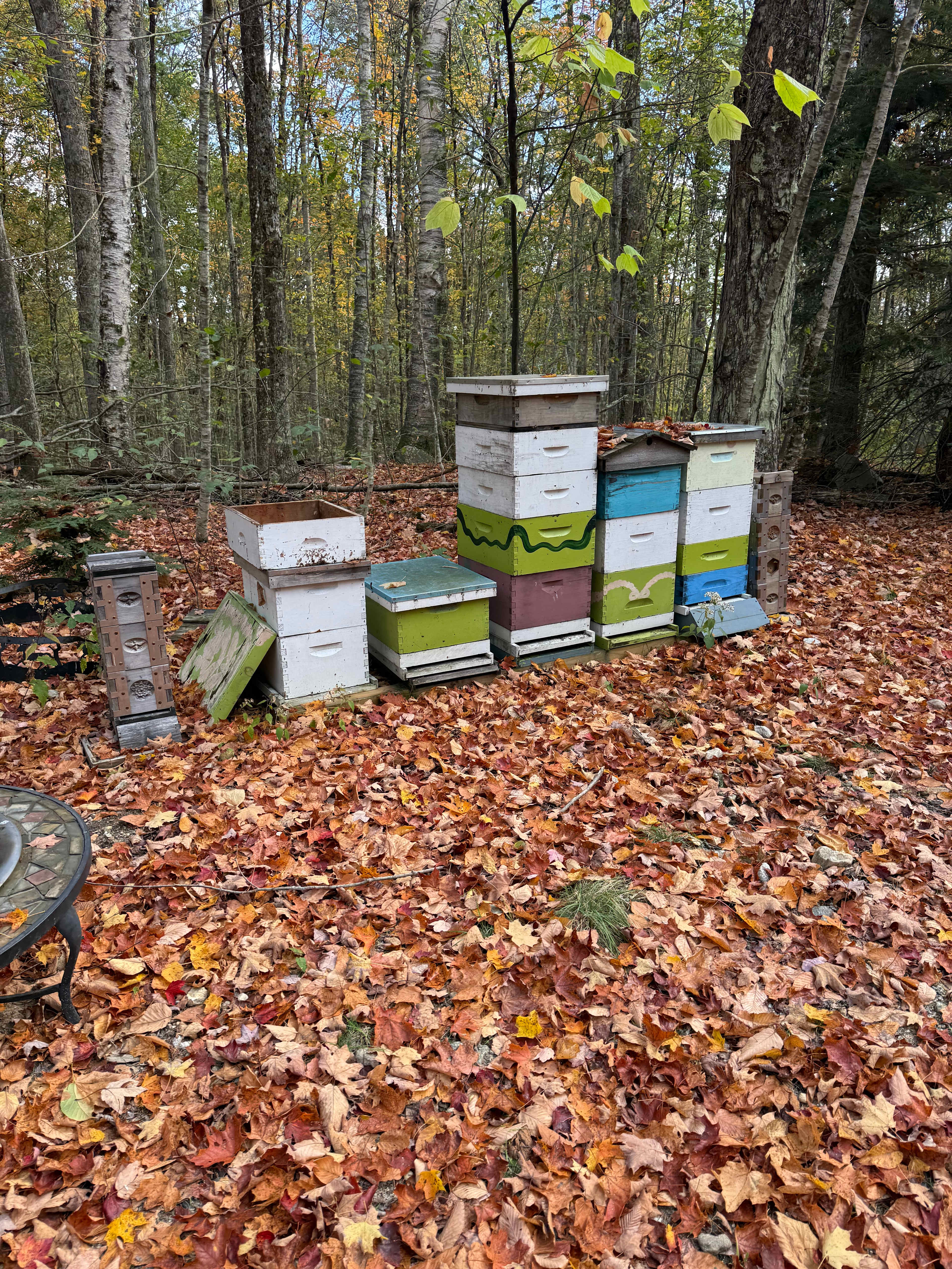 Salamander Hollow Healing Habitat