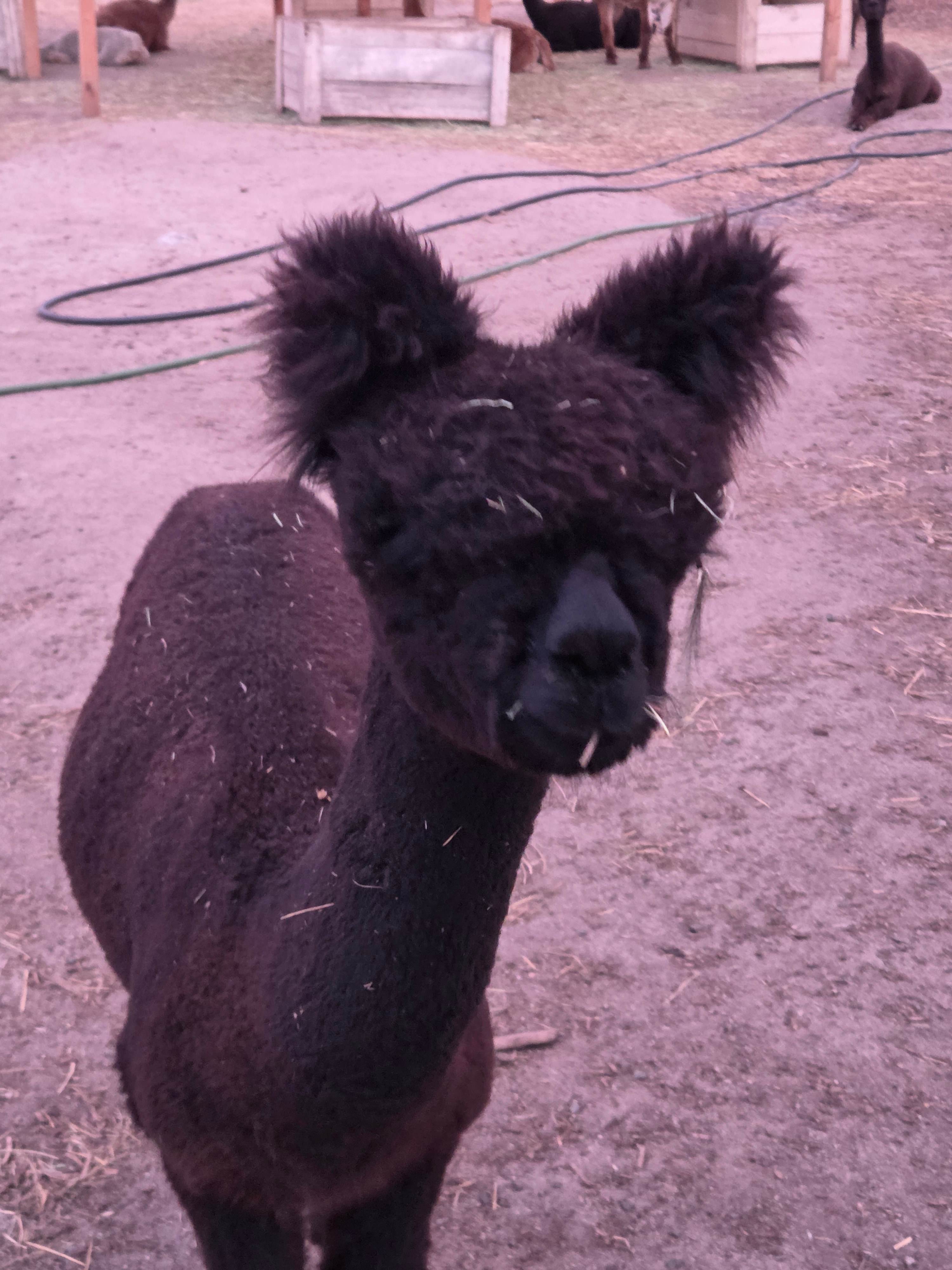Curious Alpaca complete with Pom poms. 