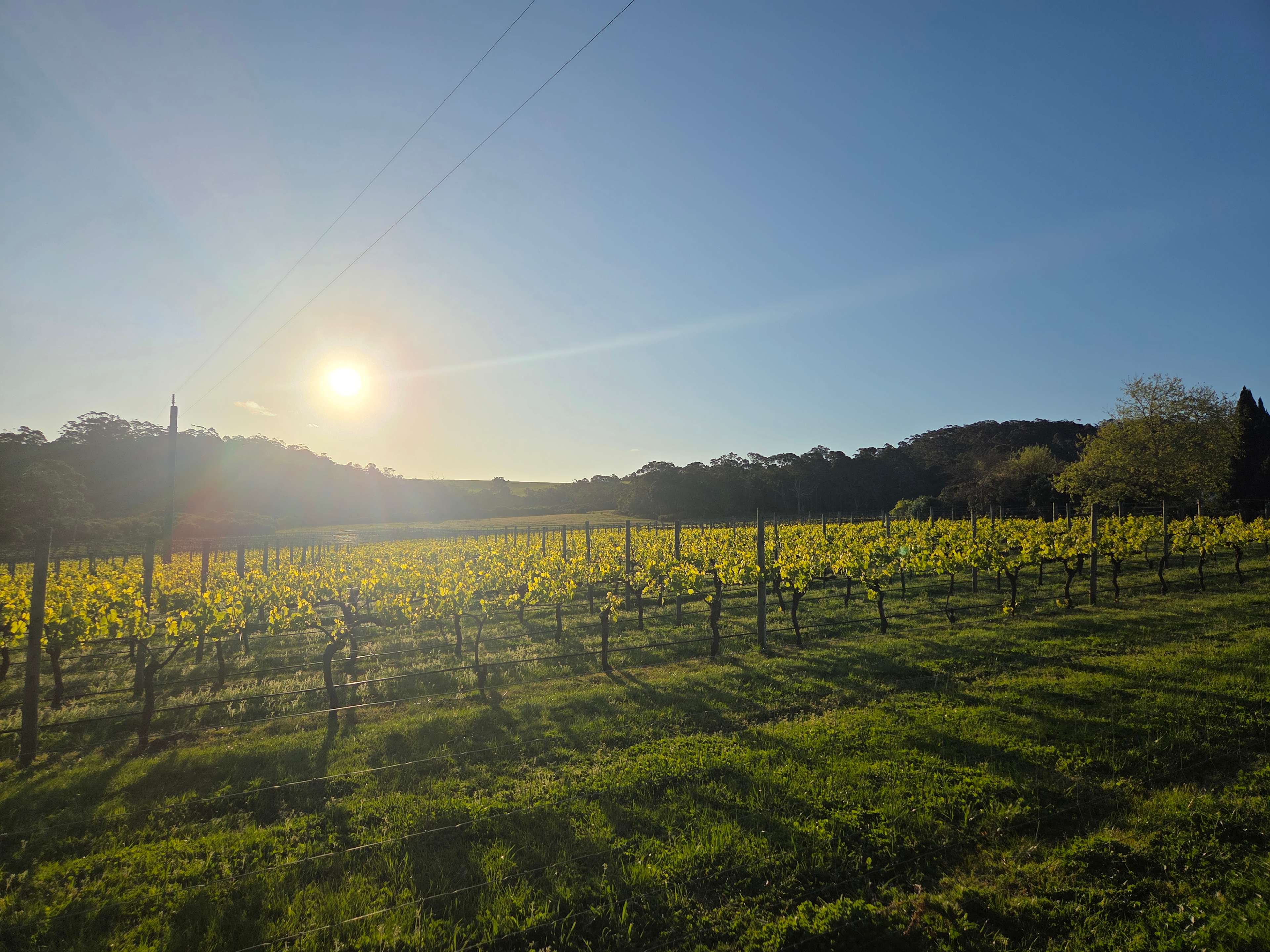 Denmark Farmhouse Cheese