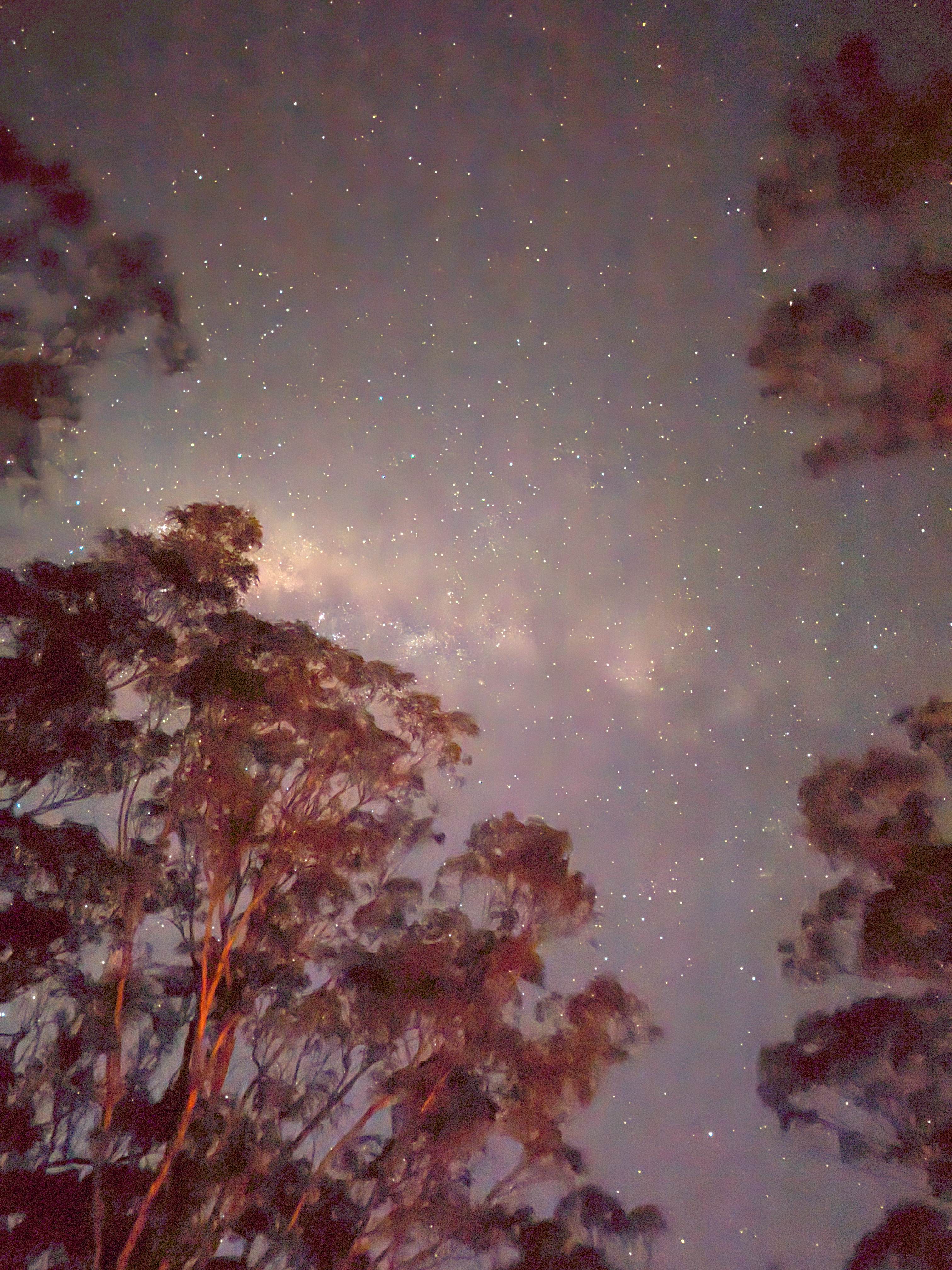 Wildwoods - Private bush surrounds