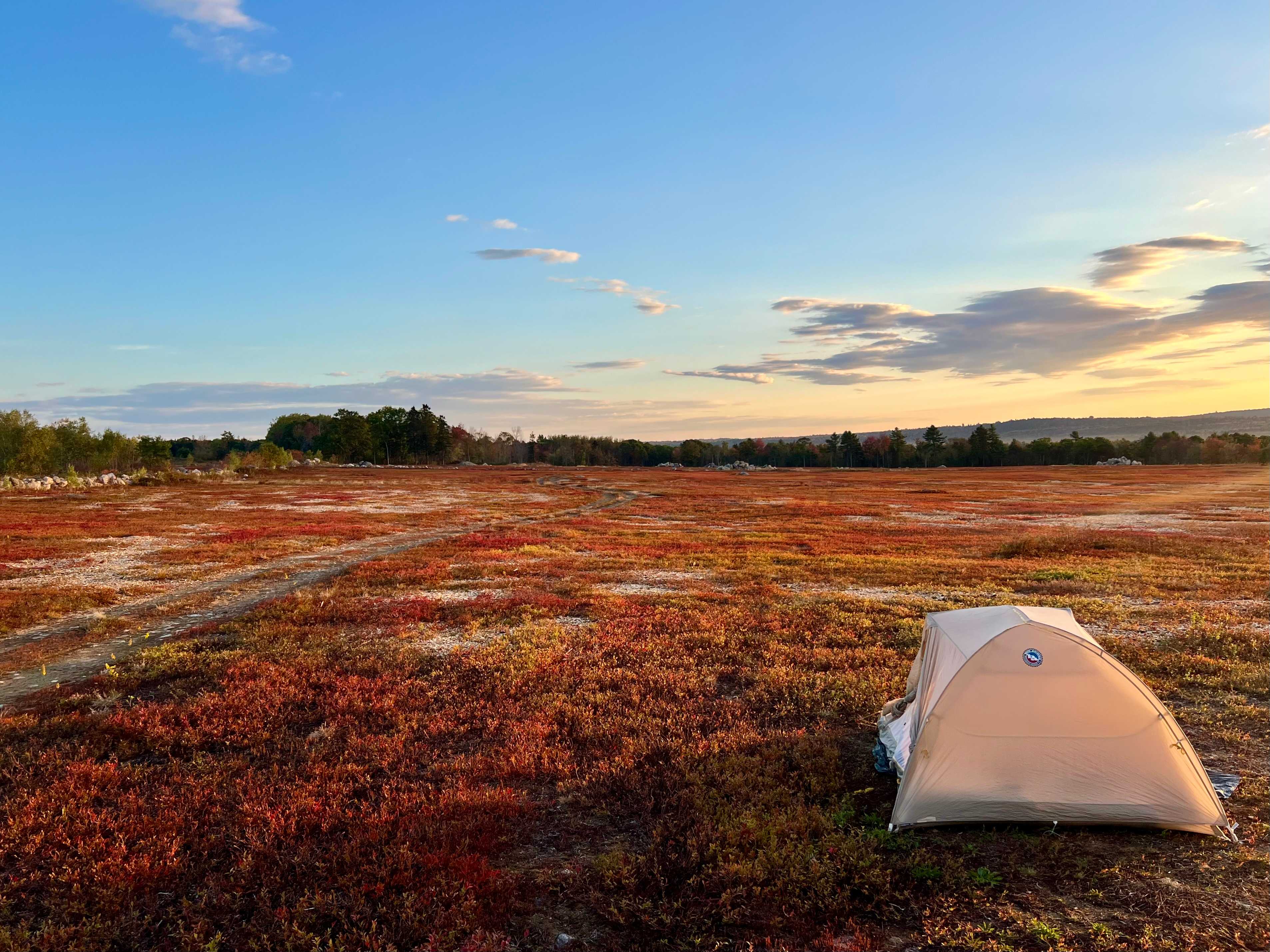 Blueberry barren fall foliage