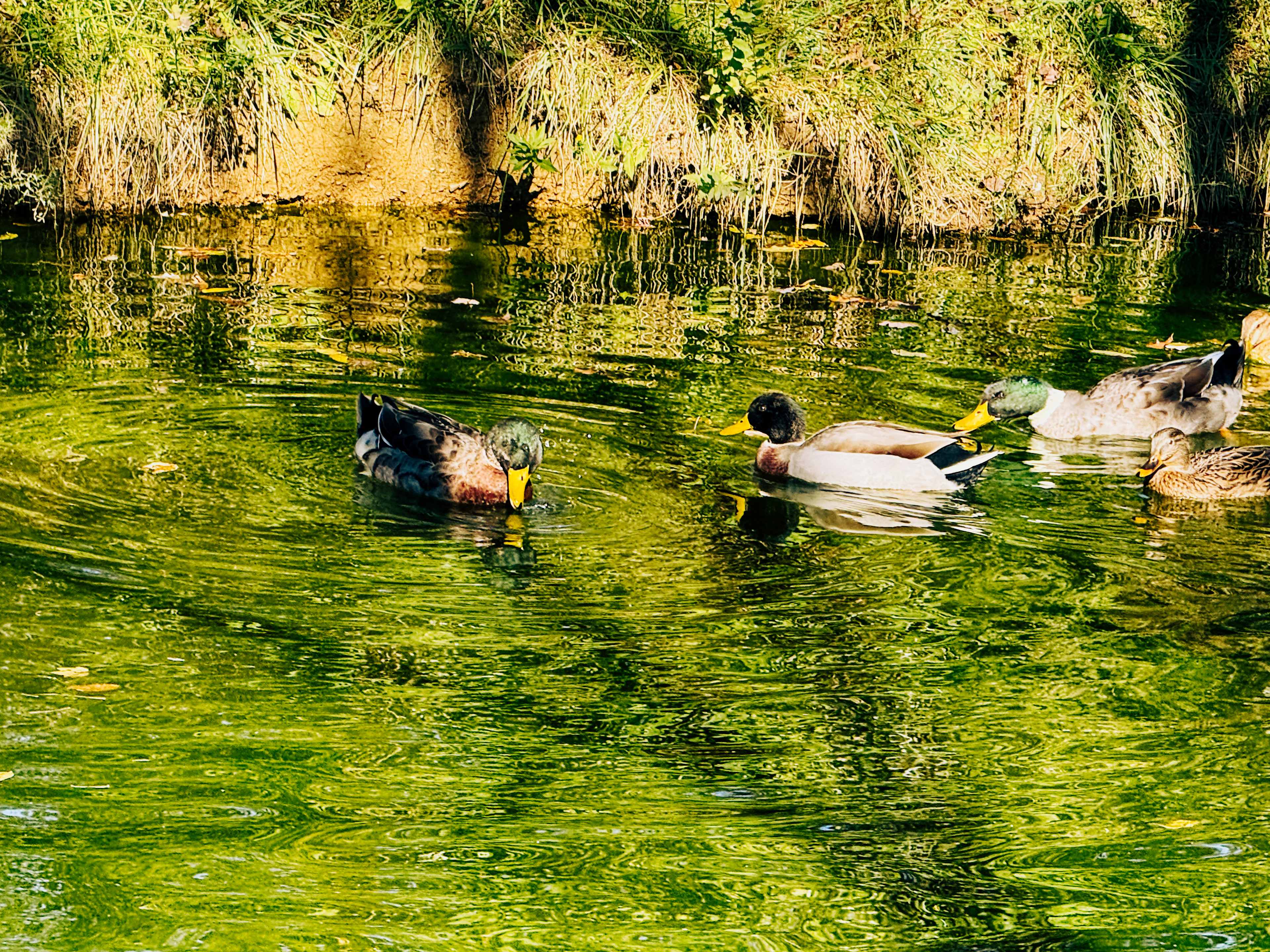 Fairview Farms Airfield