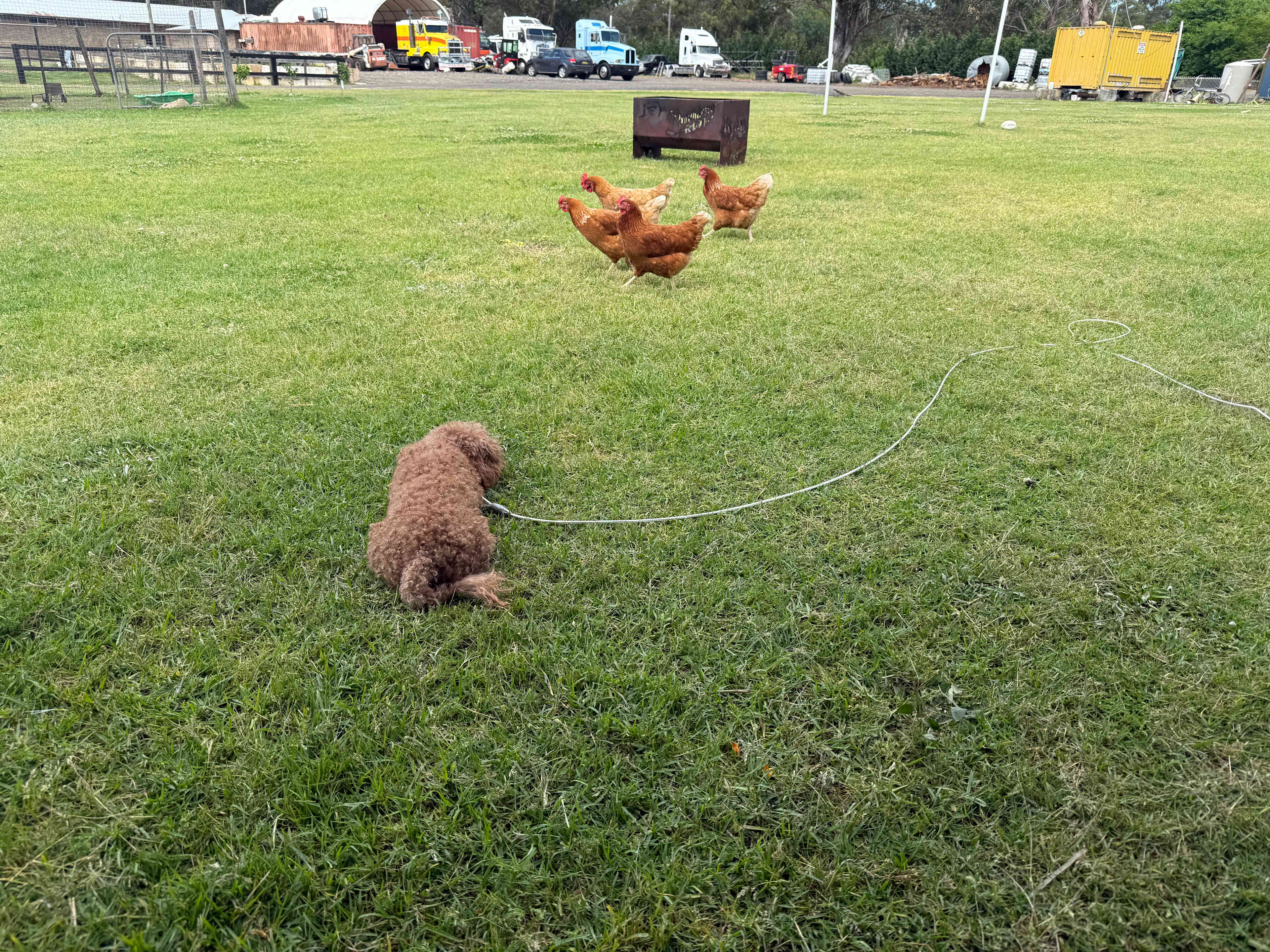 Peppertree Pony Camp