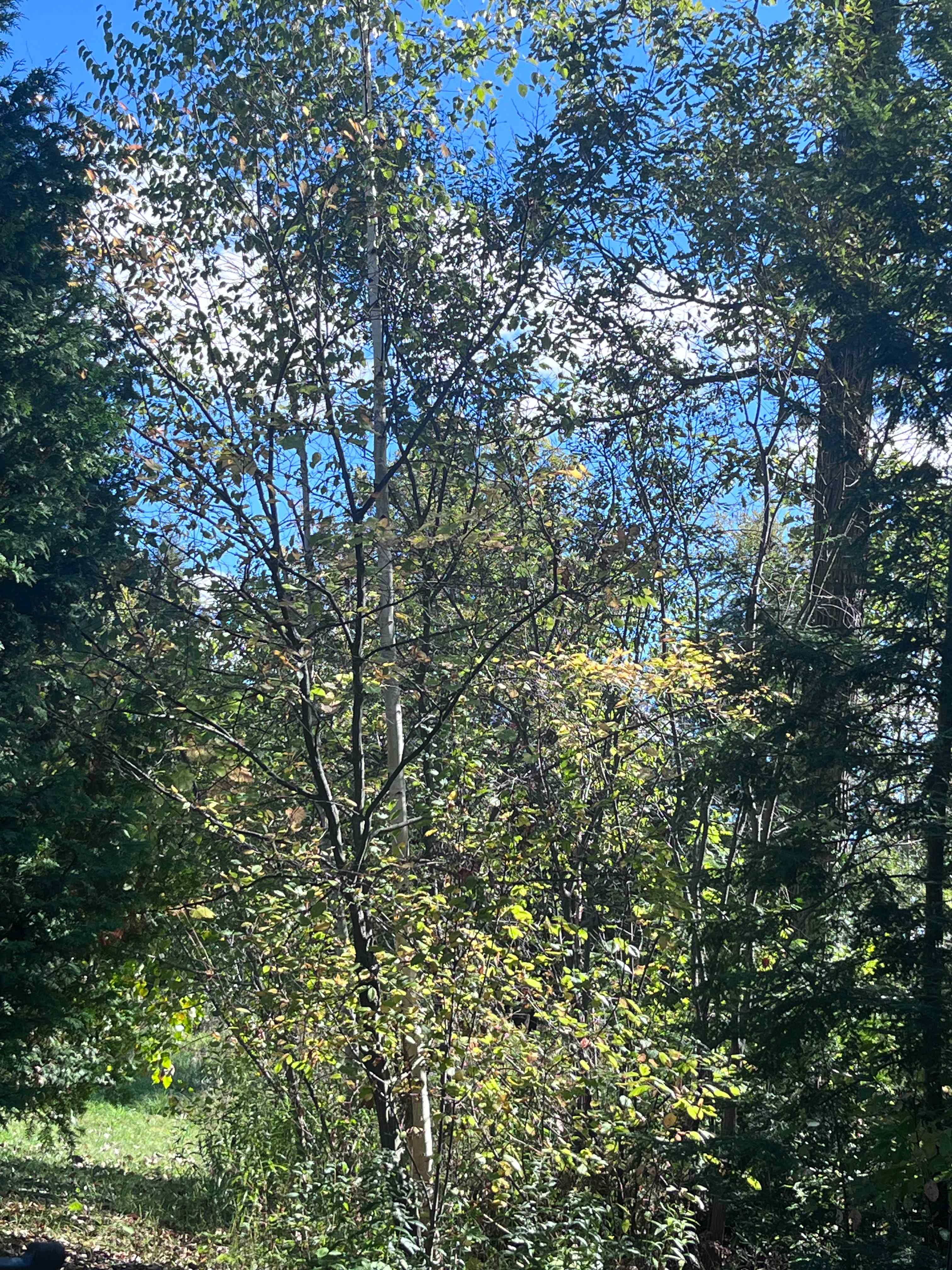 "Elysium Heritage Farm"