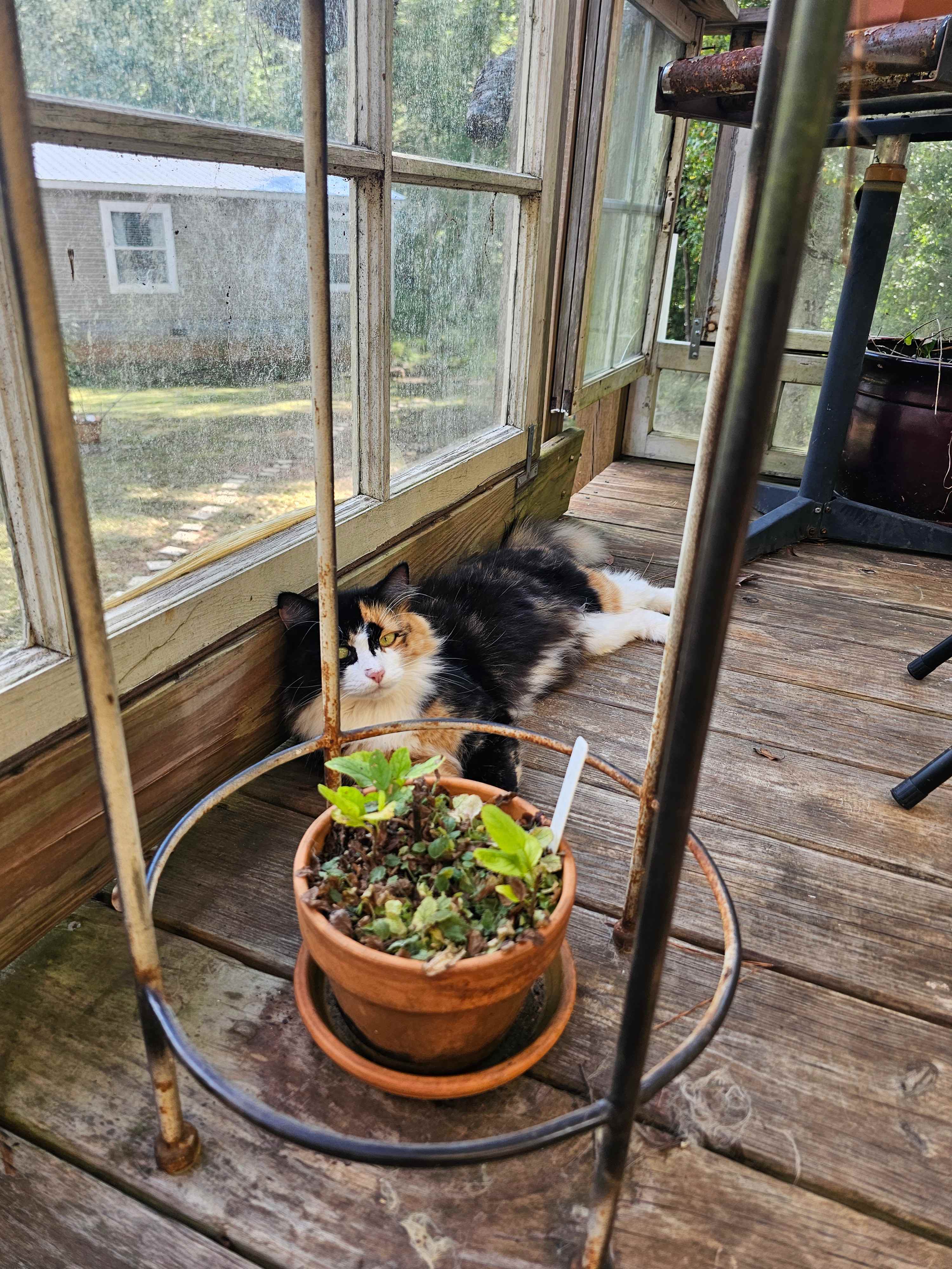 Sowing Seeds of Peace