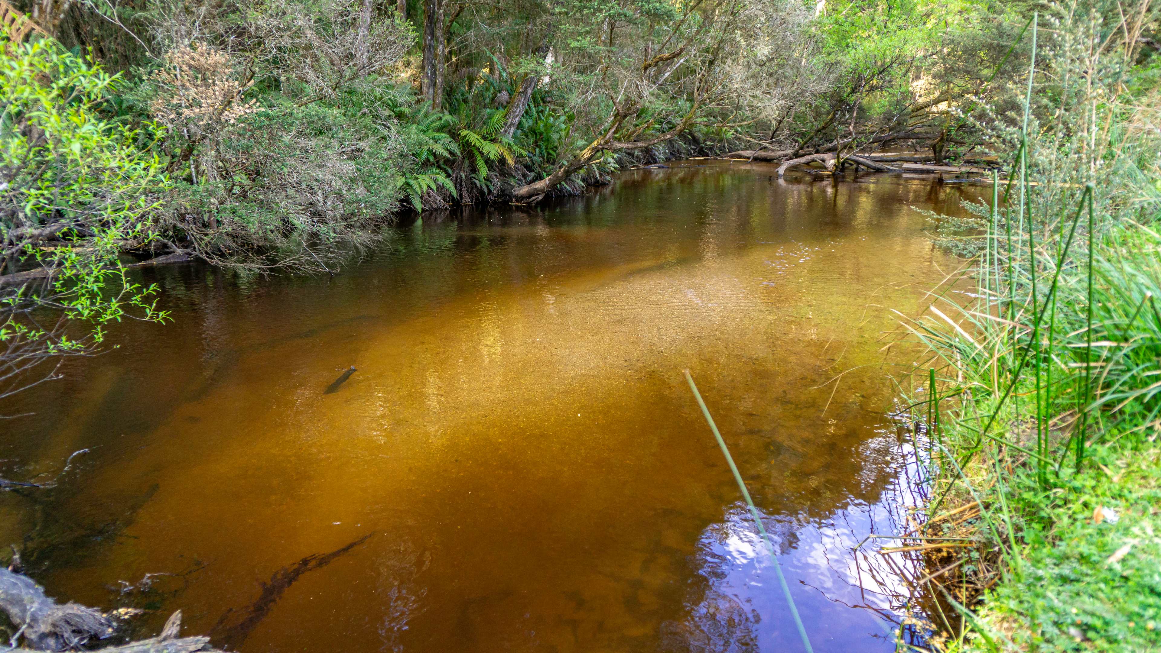 Organic Farm & Riverside Camping