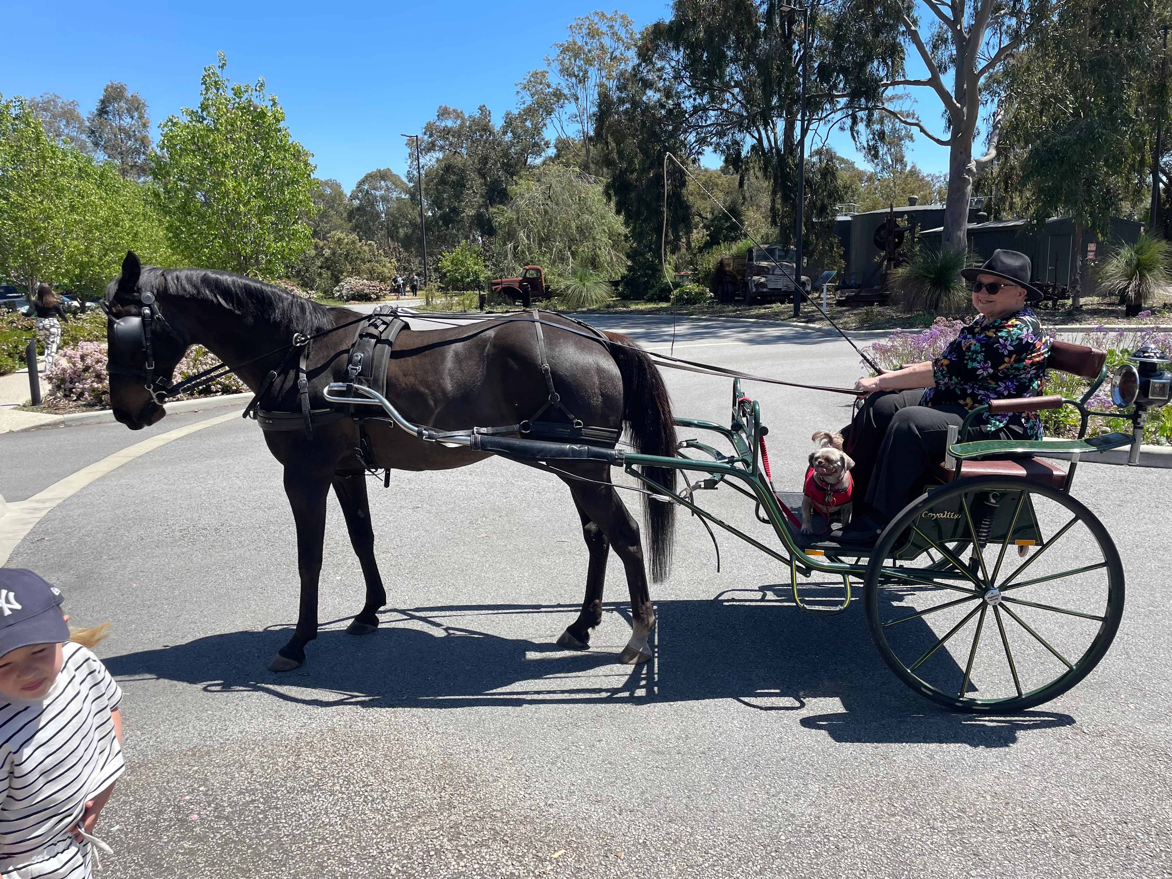 Everything Horses Ltd