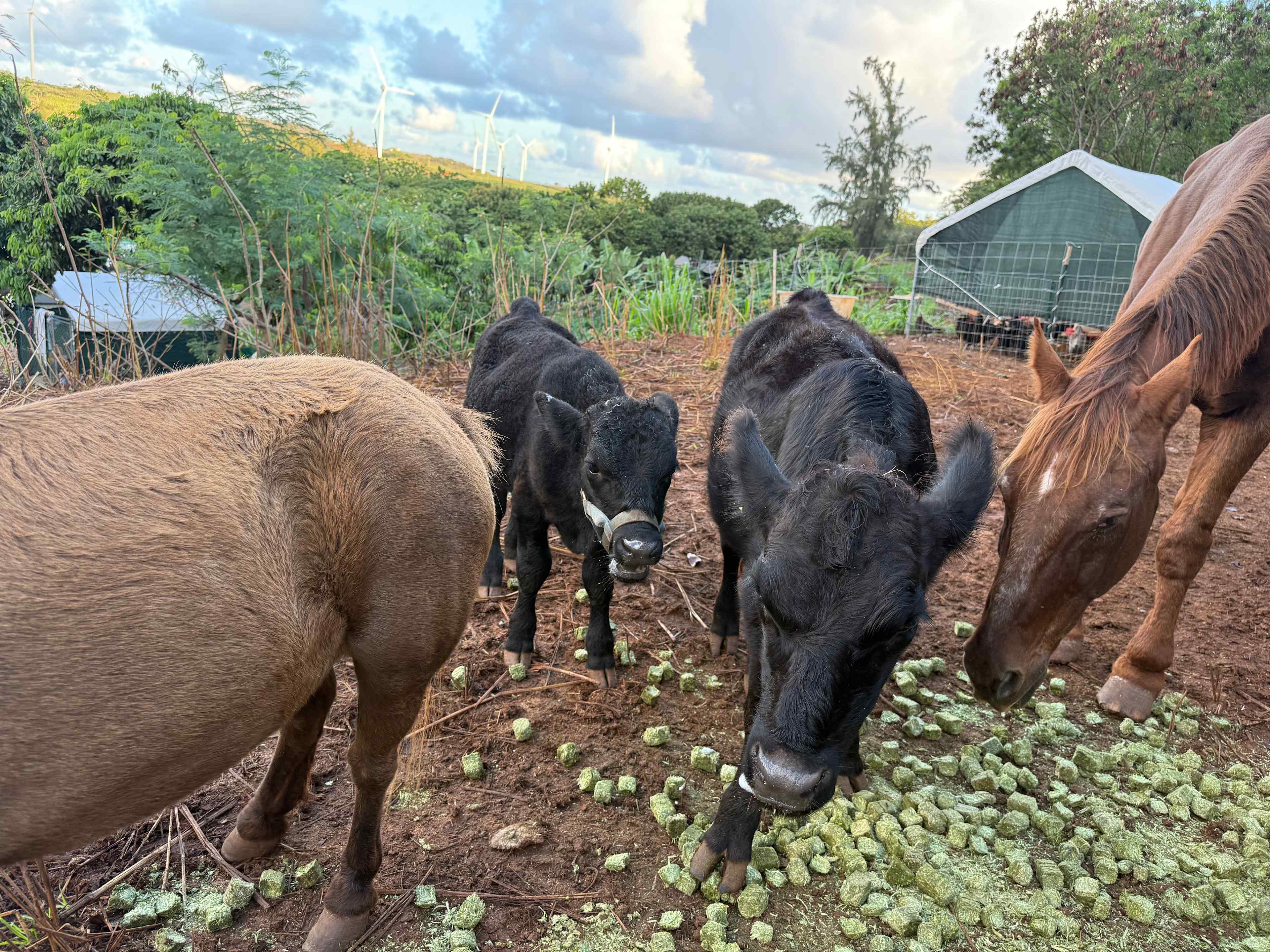 Charming Kahuku camp
