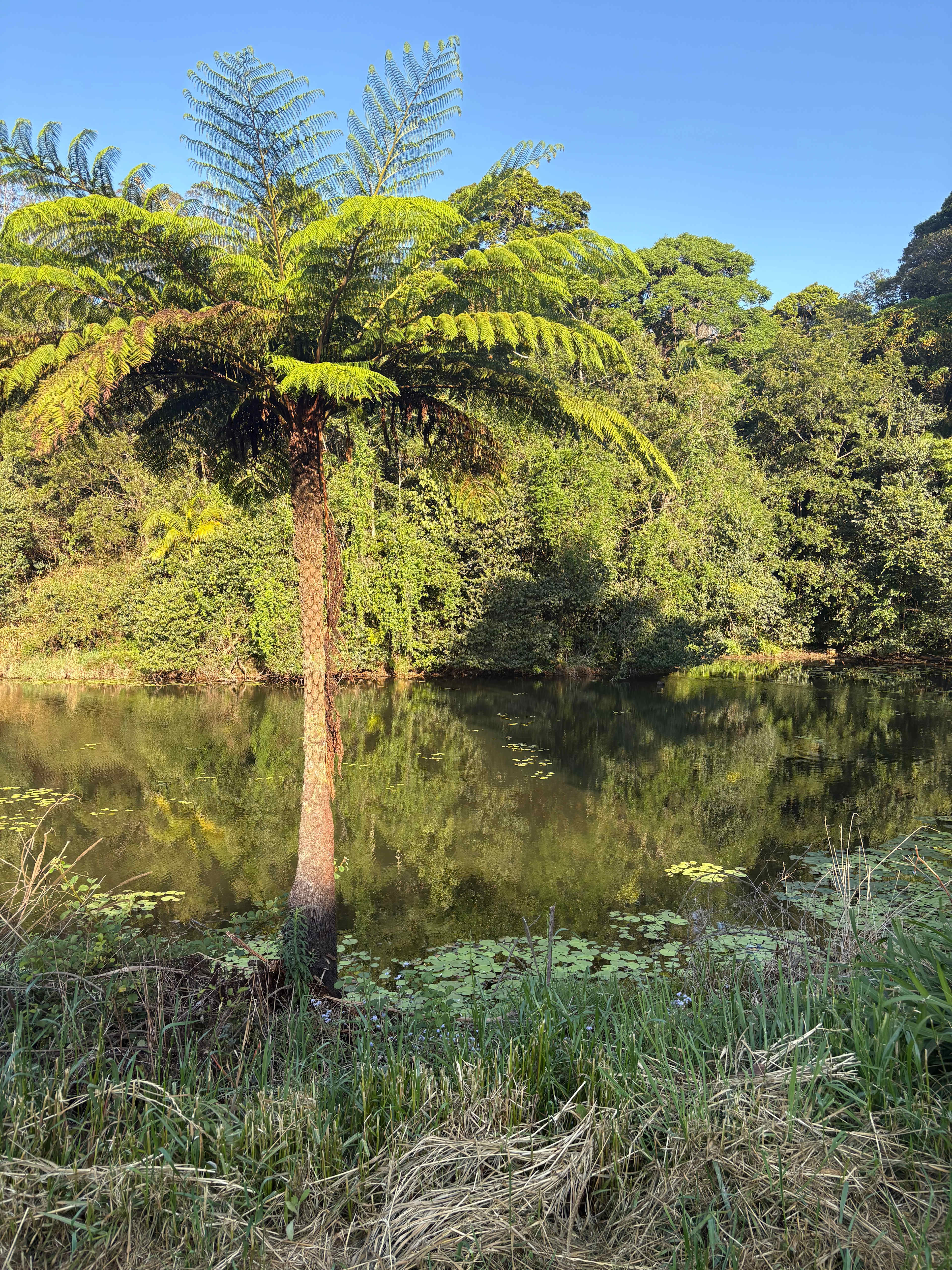 Tremayne - The Old Avocado Farm