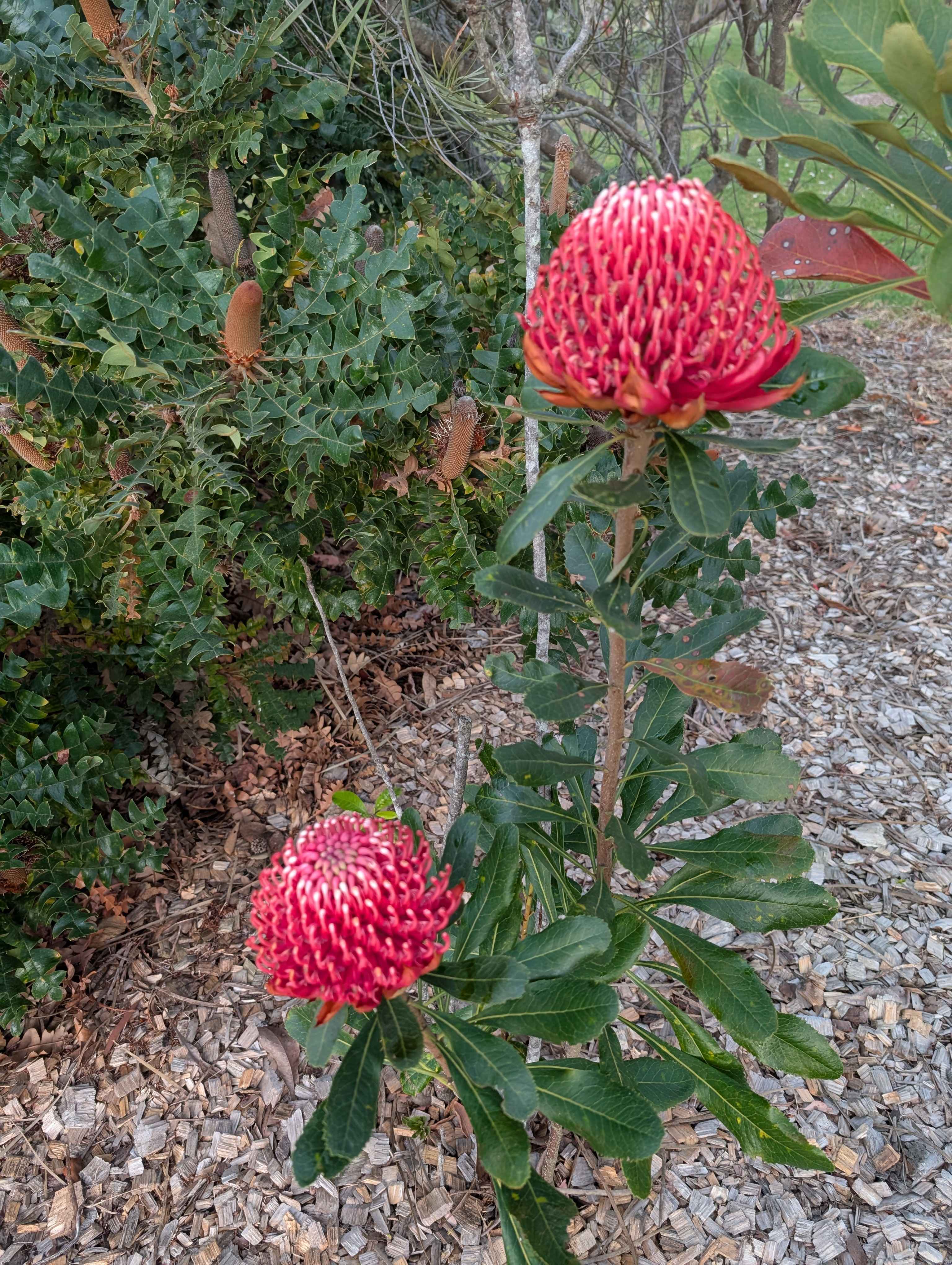 Waratahs