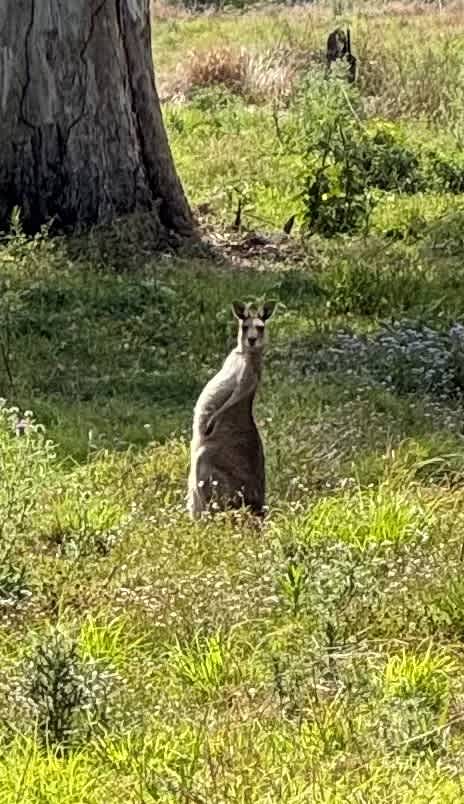 Sarabah Creek Camping