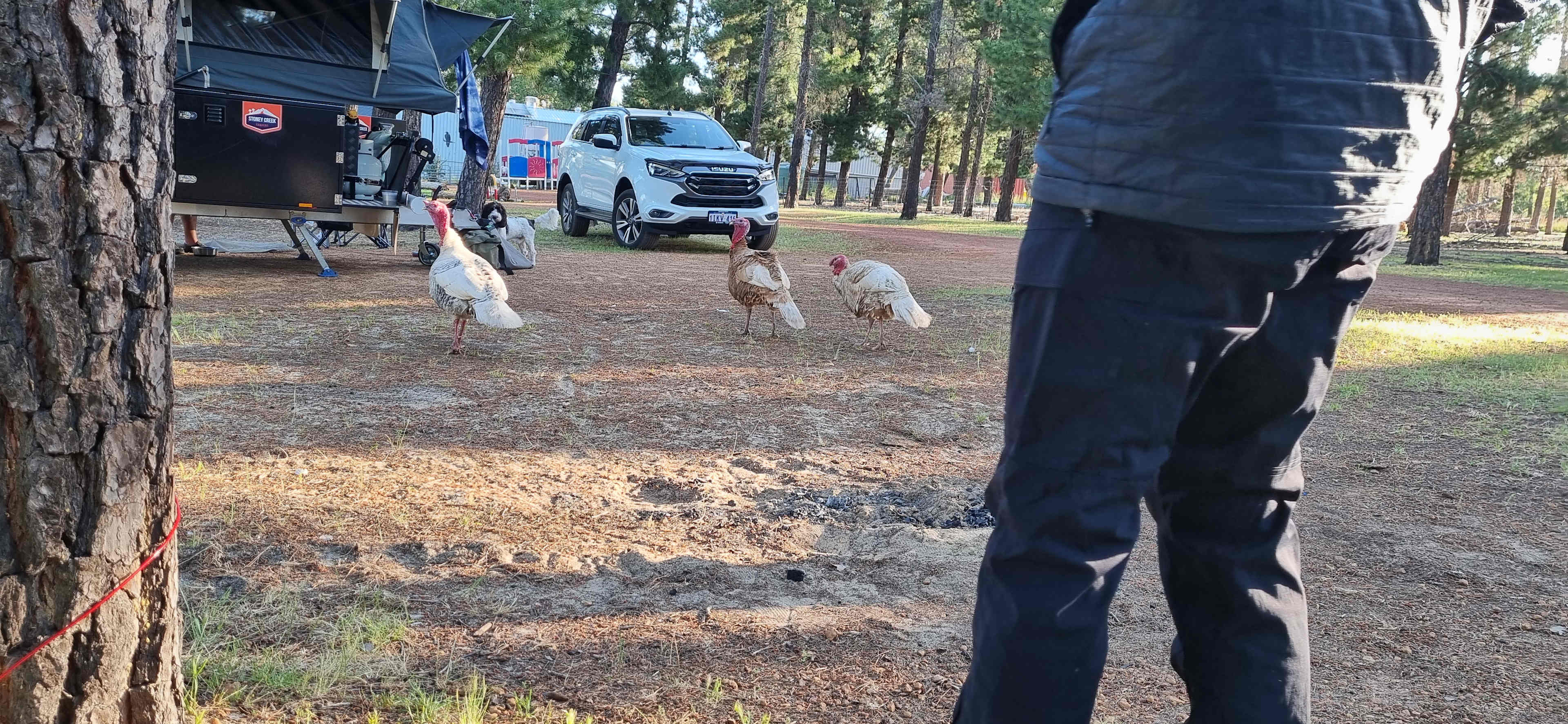 Little Eeden Farm Pine Camp