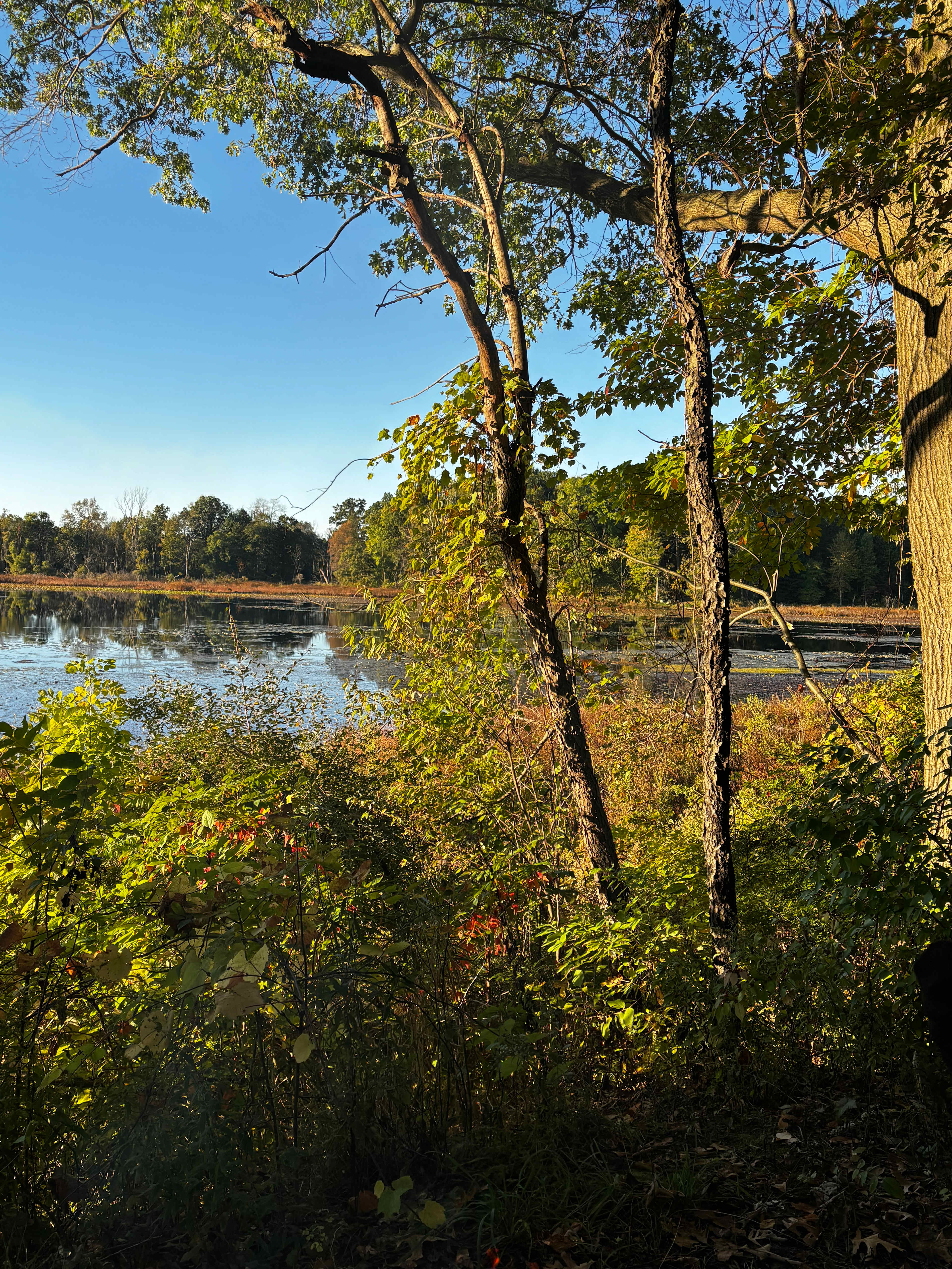 Restful Camping Retreat