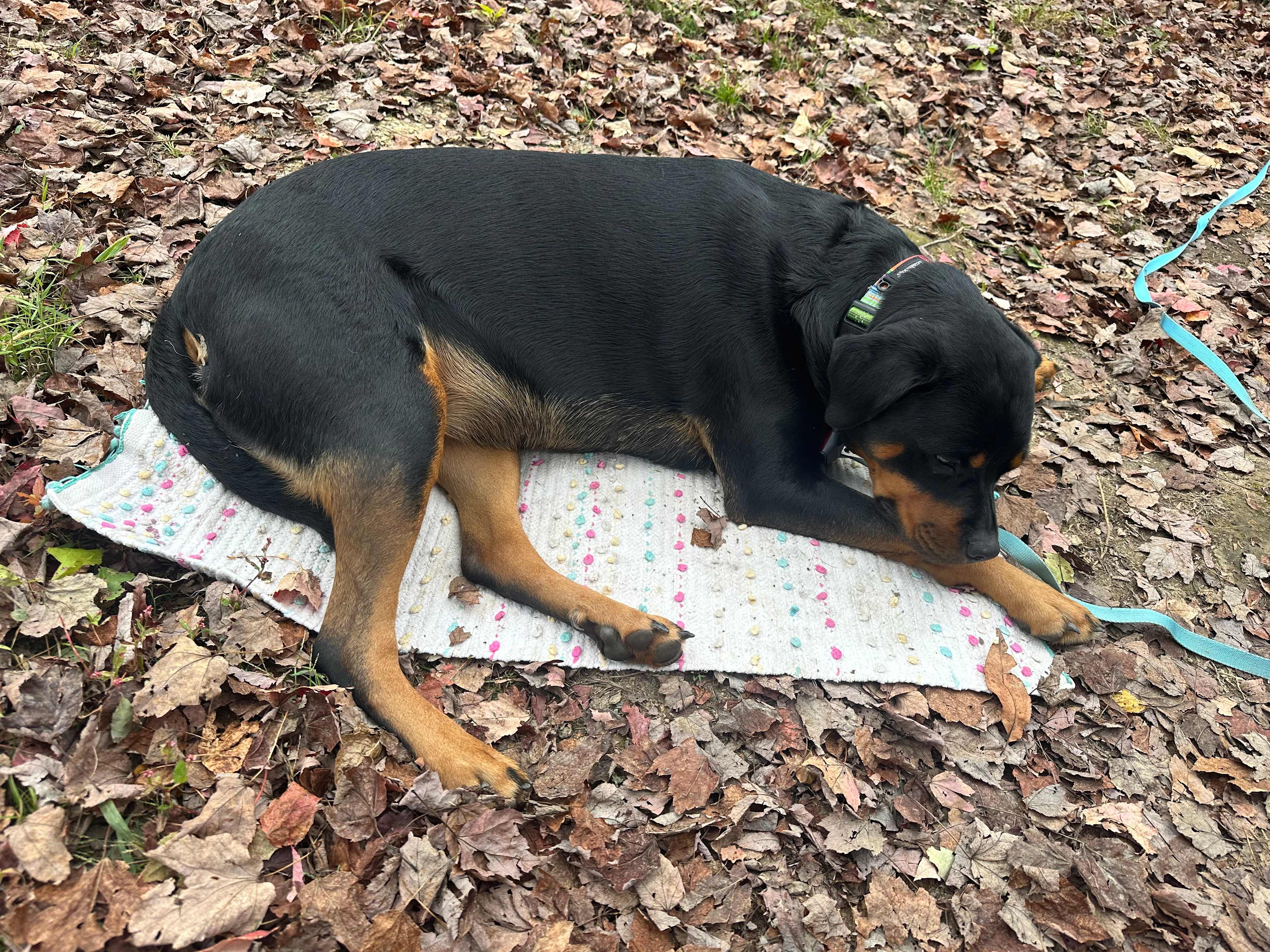 Presidential Primitive Getaway