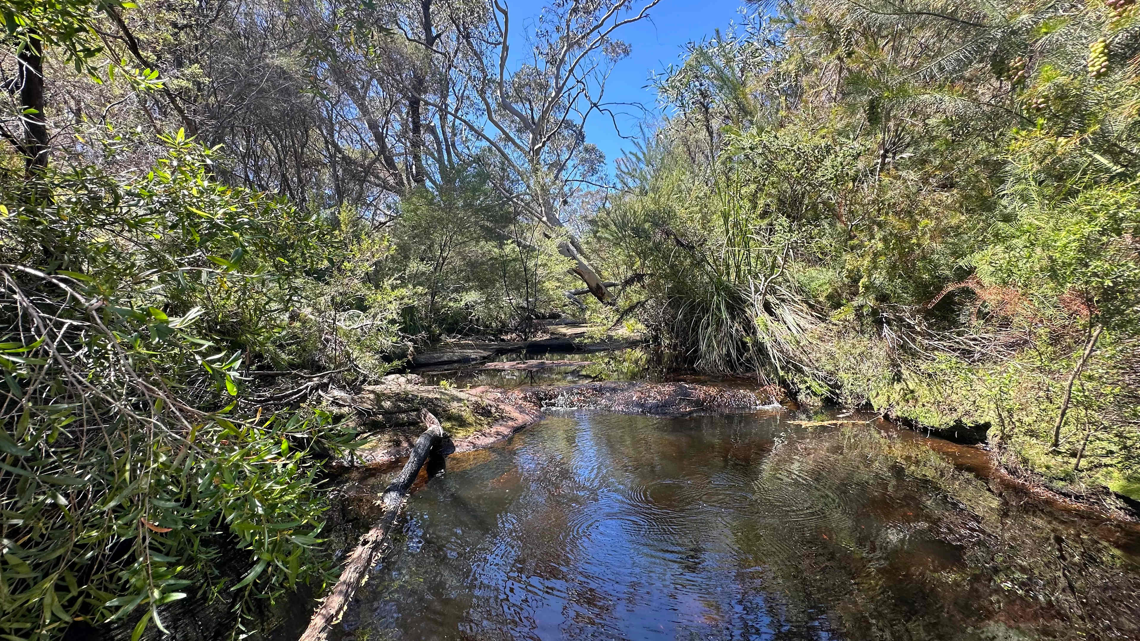 Lush vegetation and creek down the site
