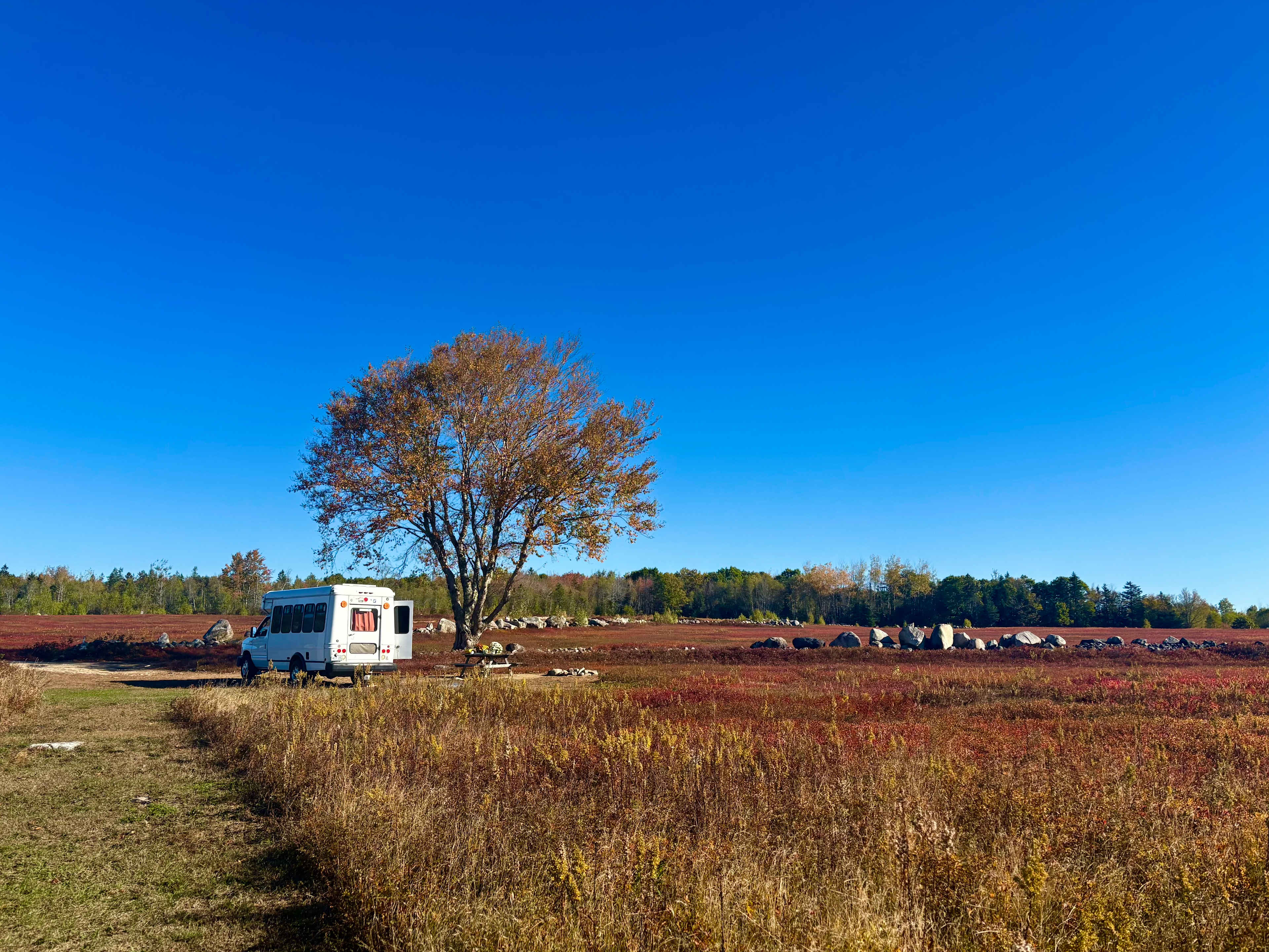 Maine Wild Blueberry Bliss