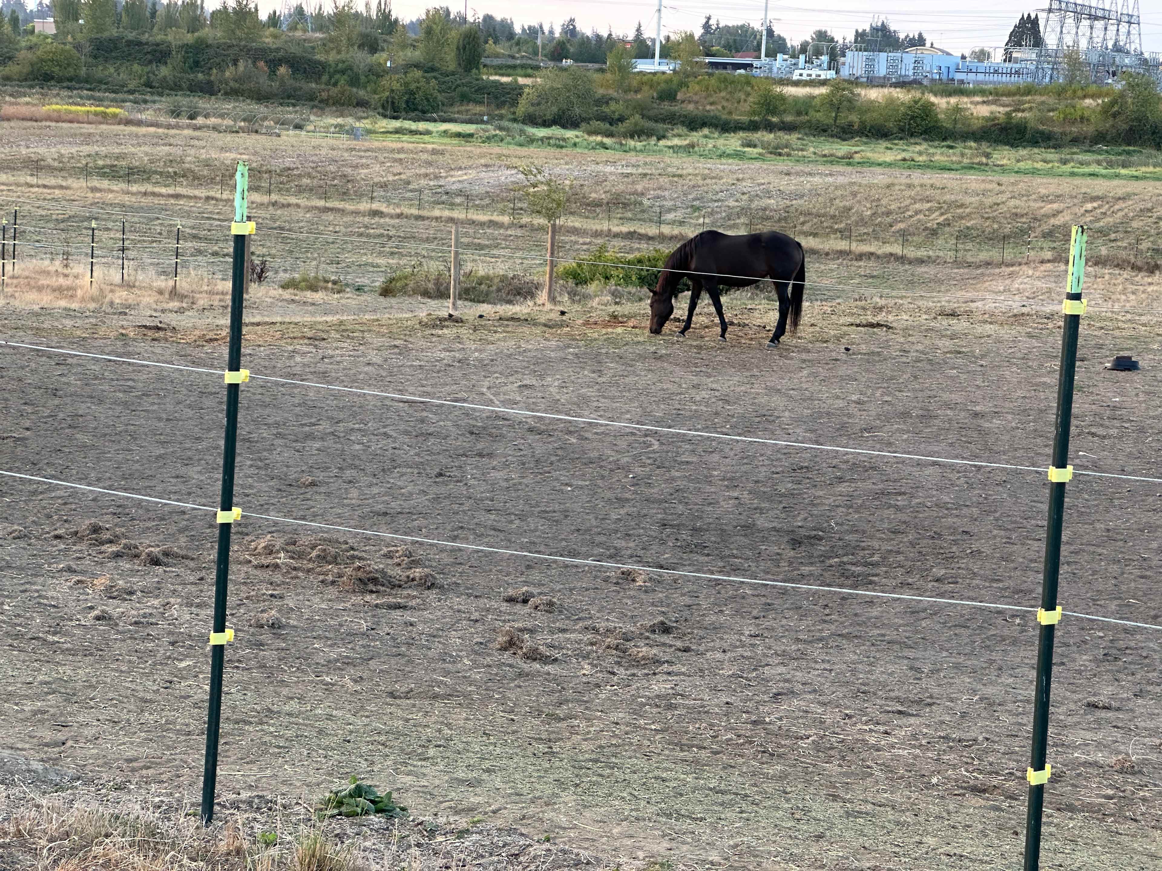 Beautiful horses to look at 