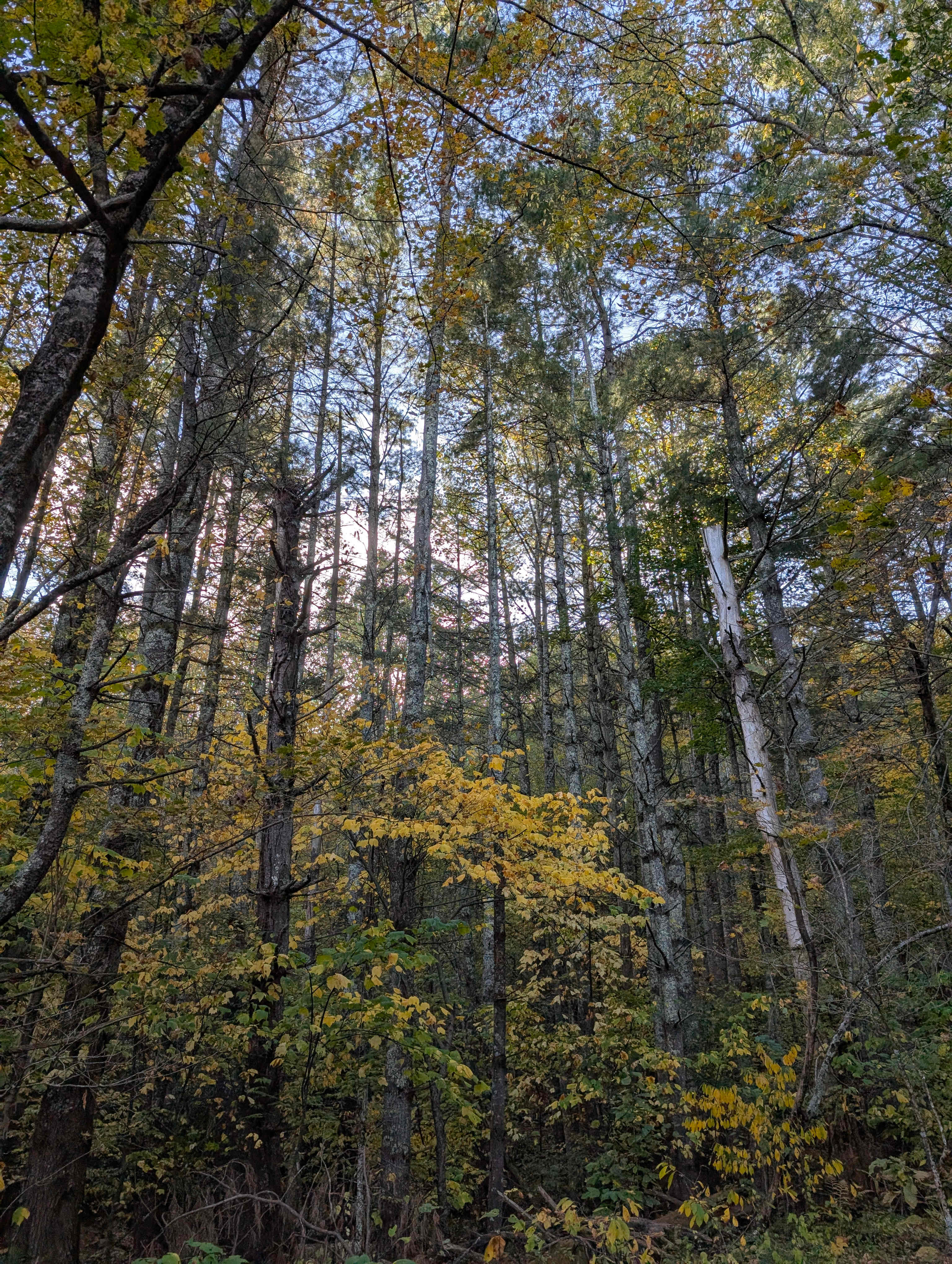 The Corner at Spencers' Highland