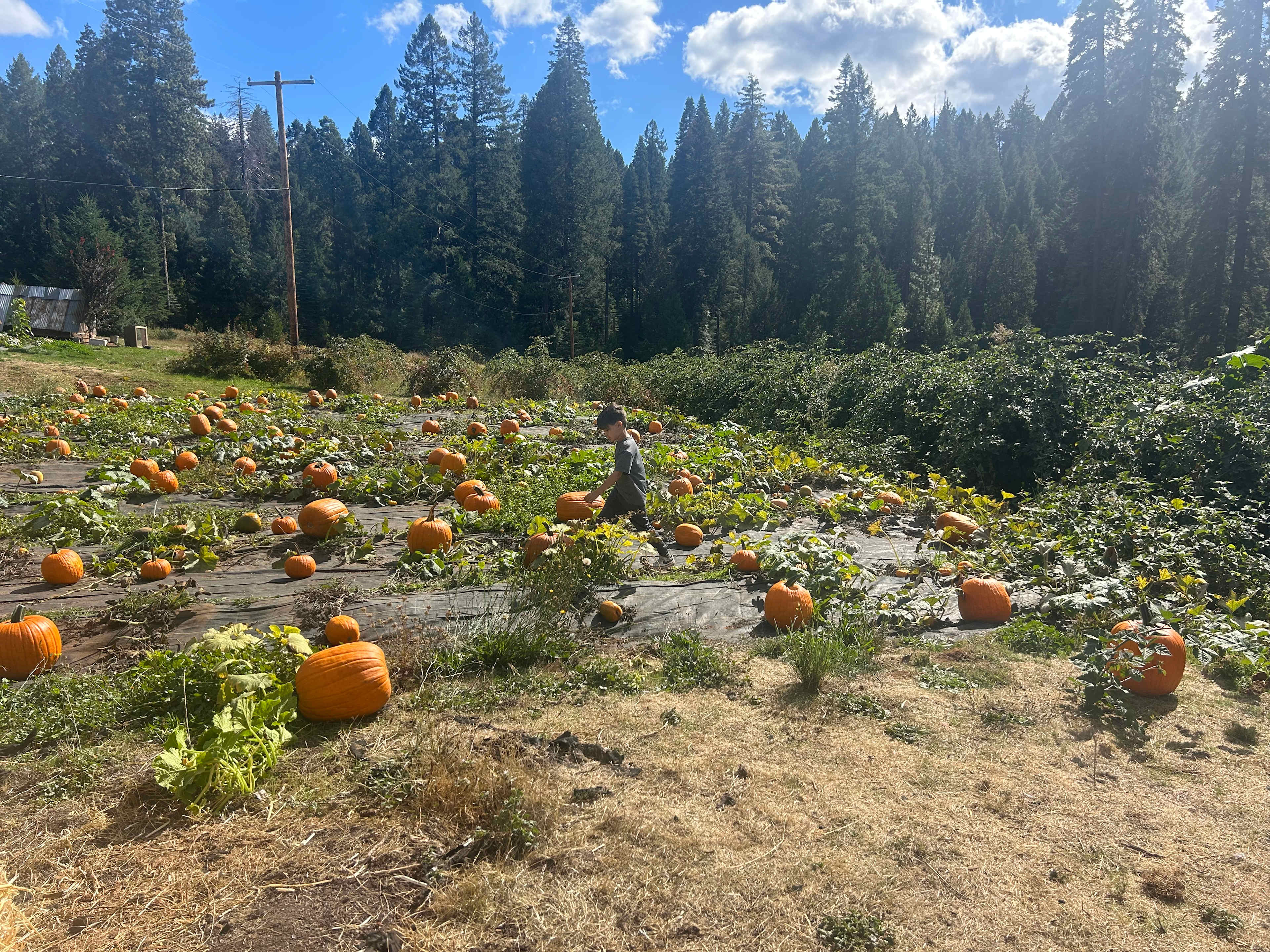 pumpkin patch