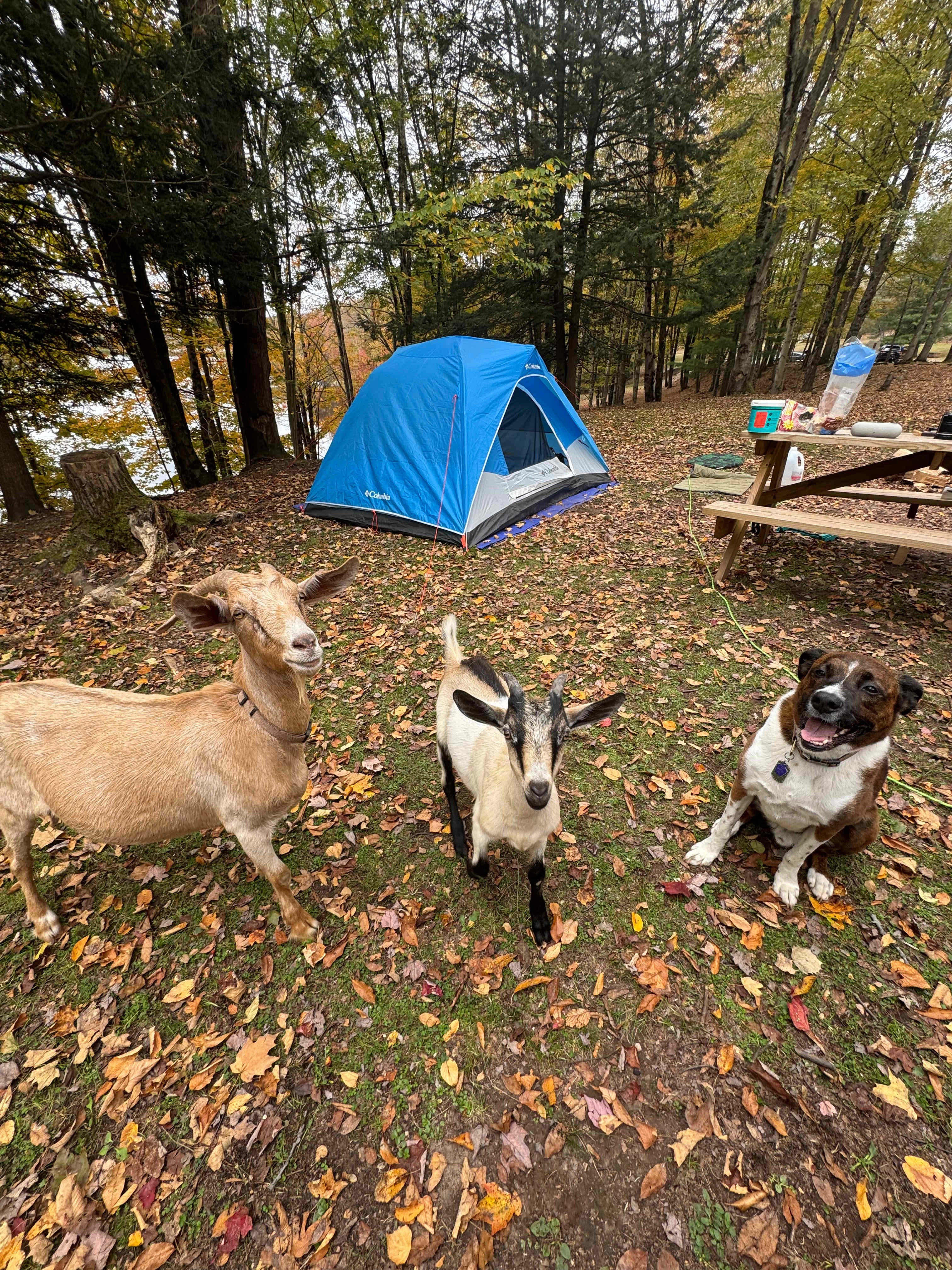 BeaverWood Farm (no children)