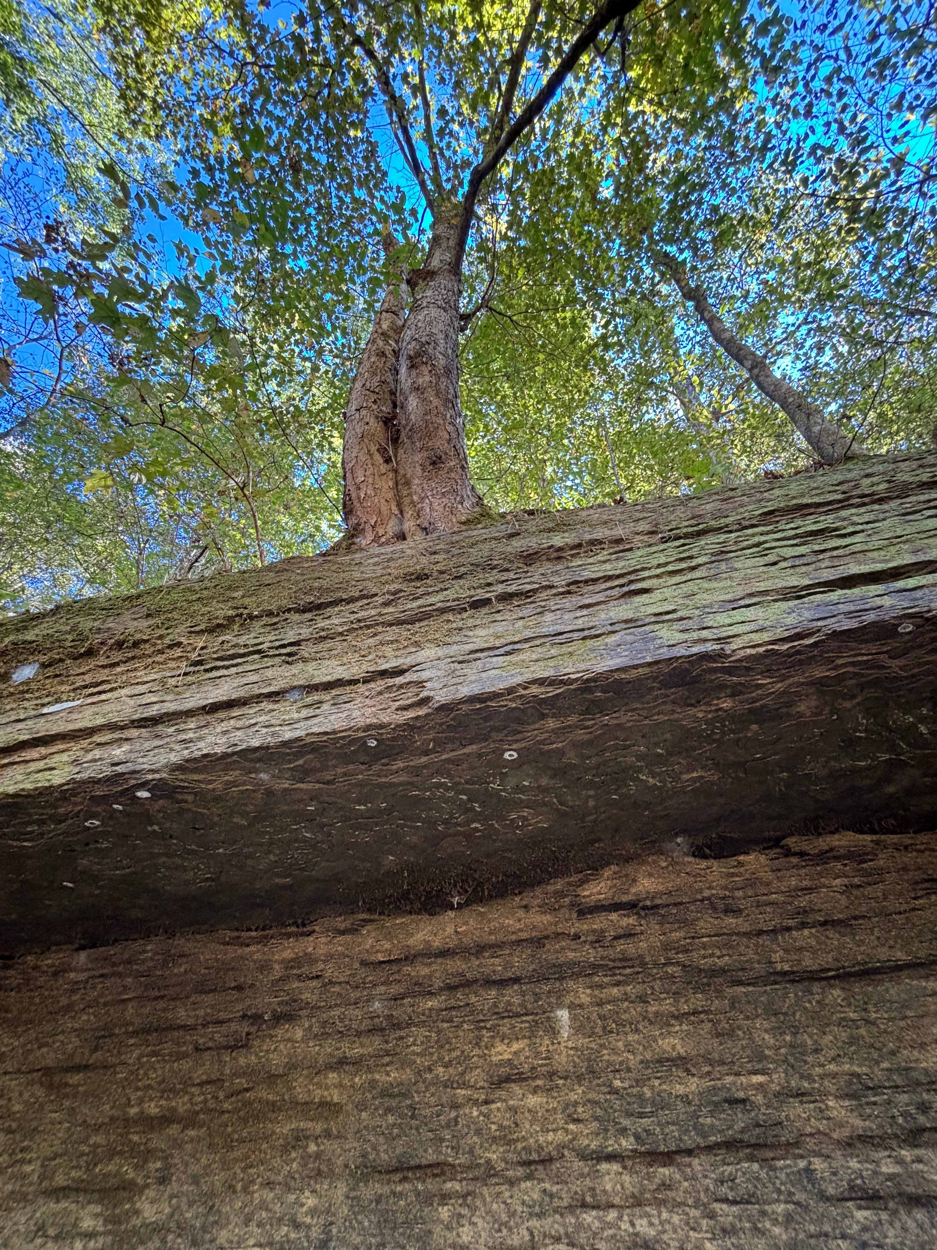 Bug Tussle Creek Bend