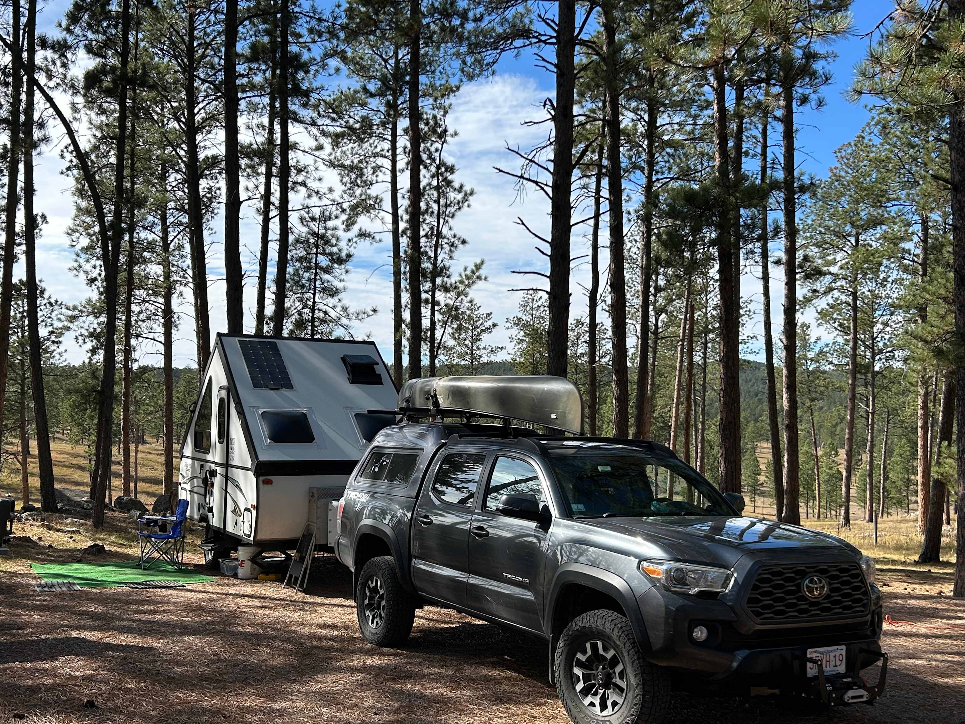 Tent camping near a pine forest