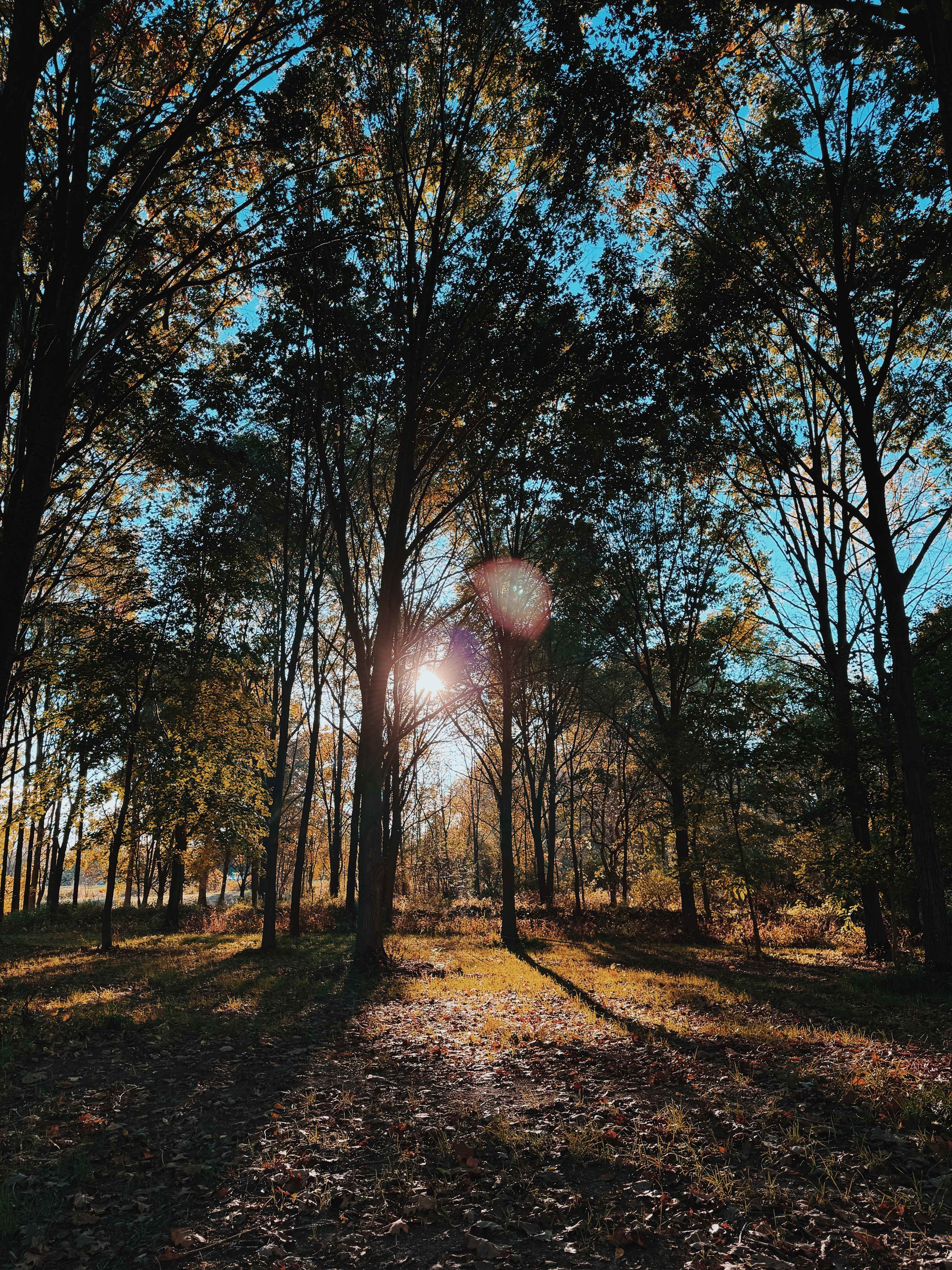 White Pine Farm HipCamping