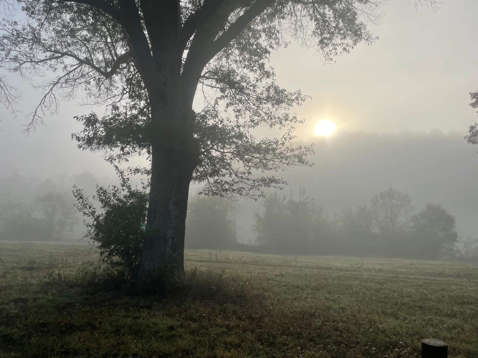 lightning Bug Hideaway