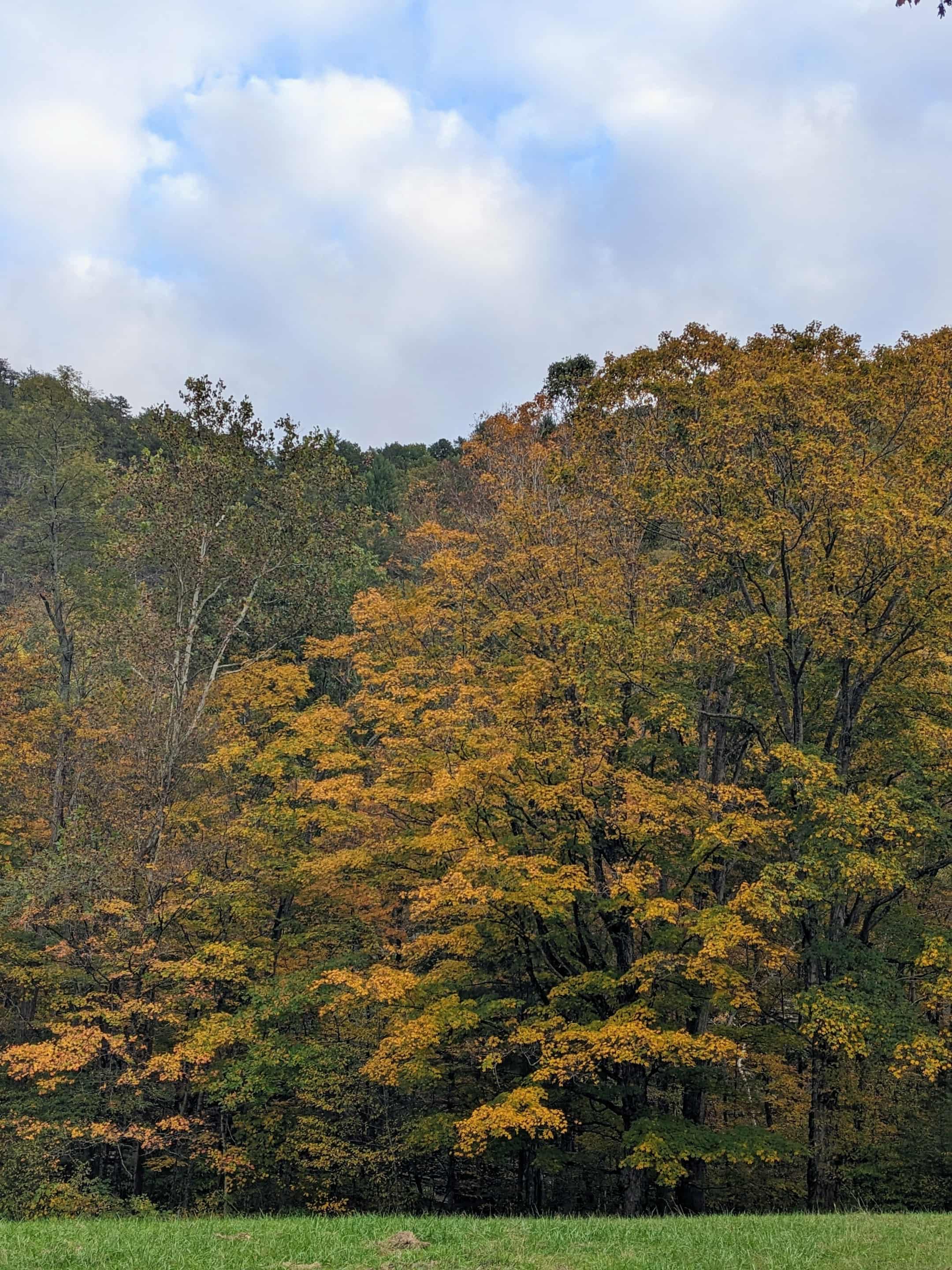 Savage Acres on Craig Creek