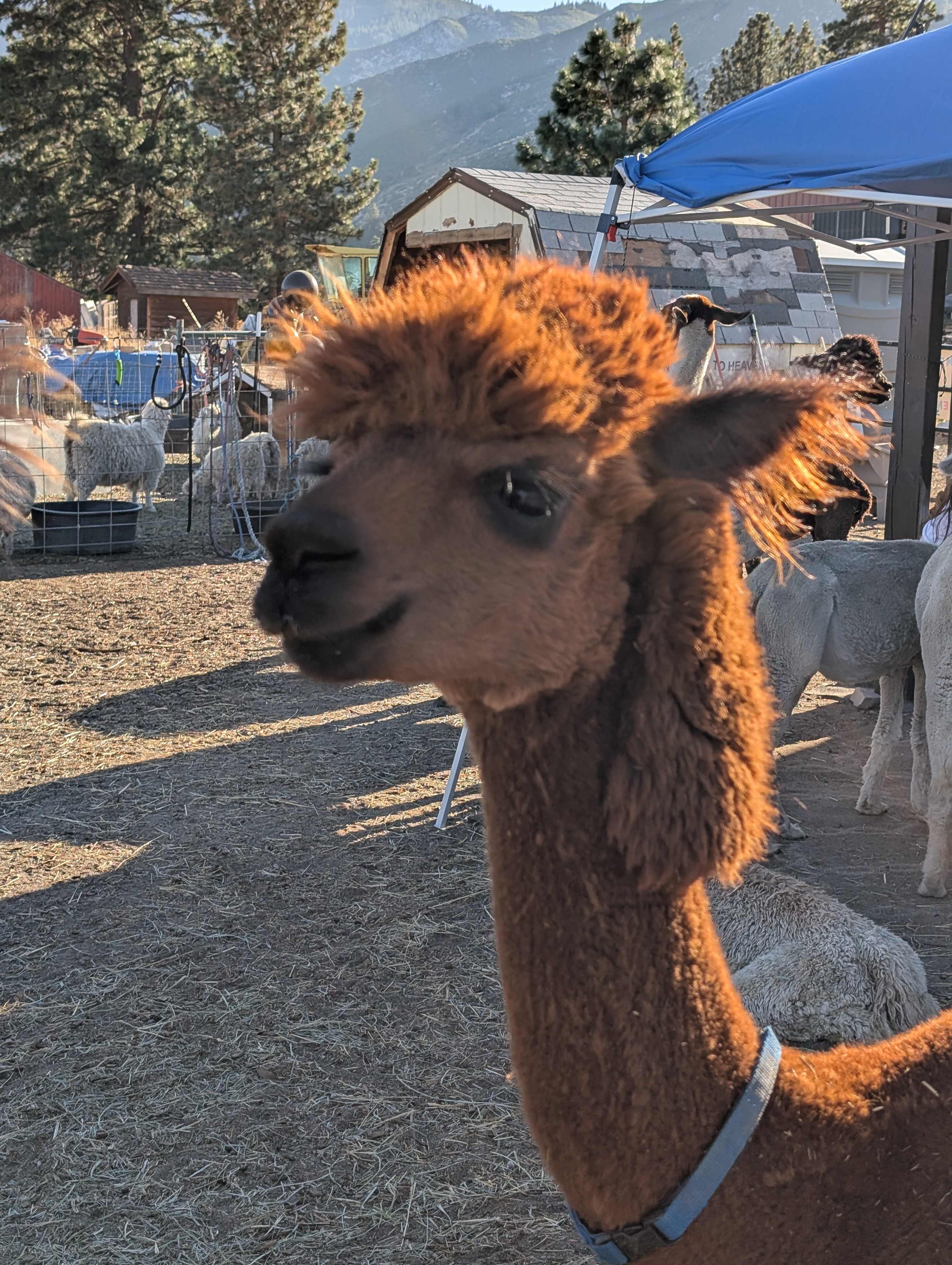 L.Davis Ranch and Olde LYFE Alpacas