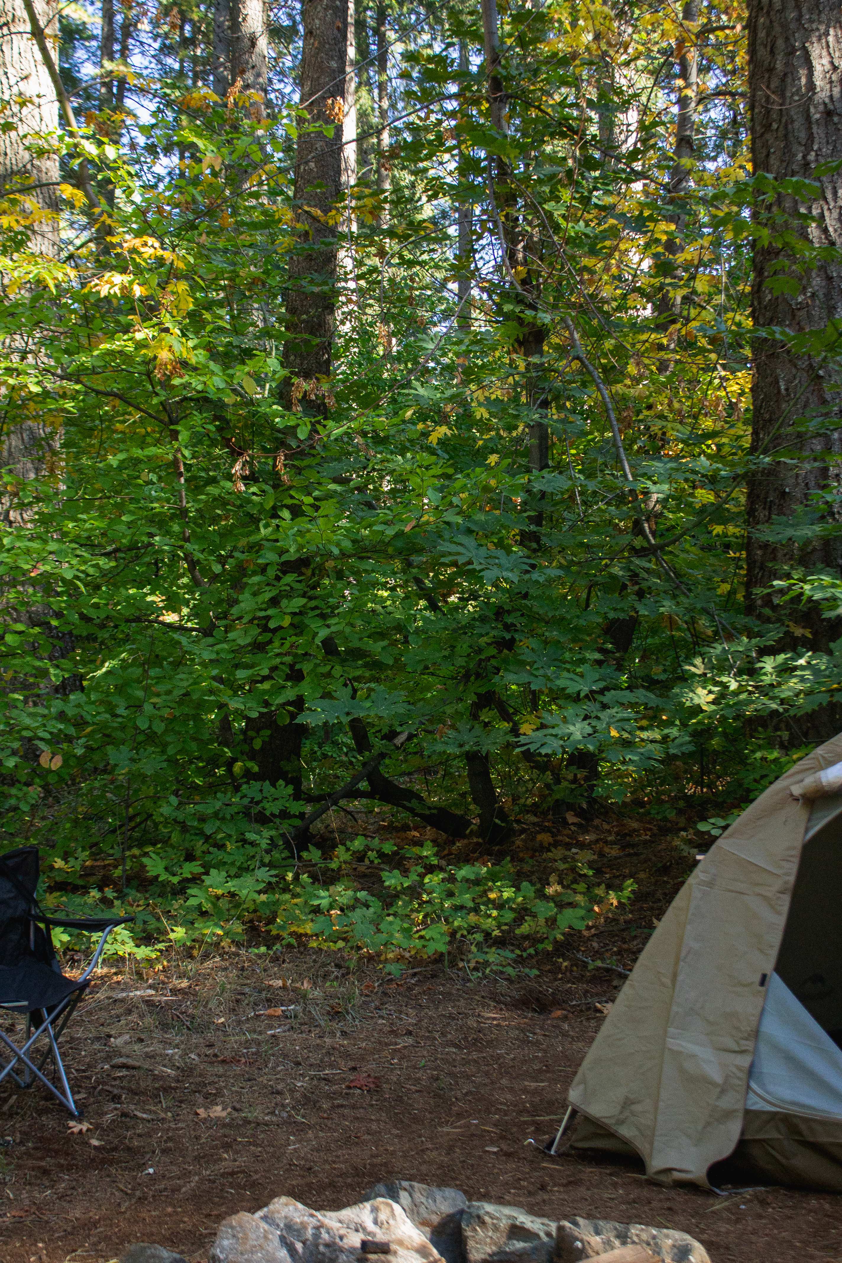 Harris Family Farm and Forest
