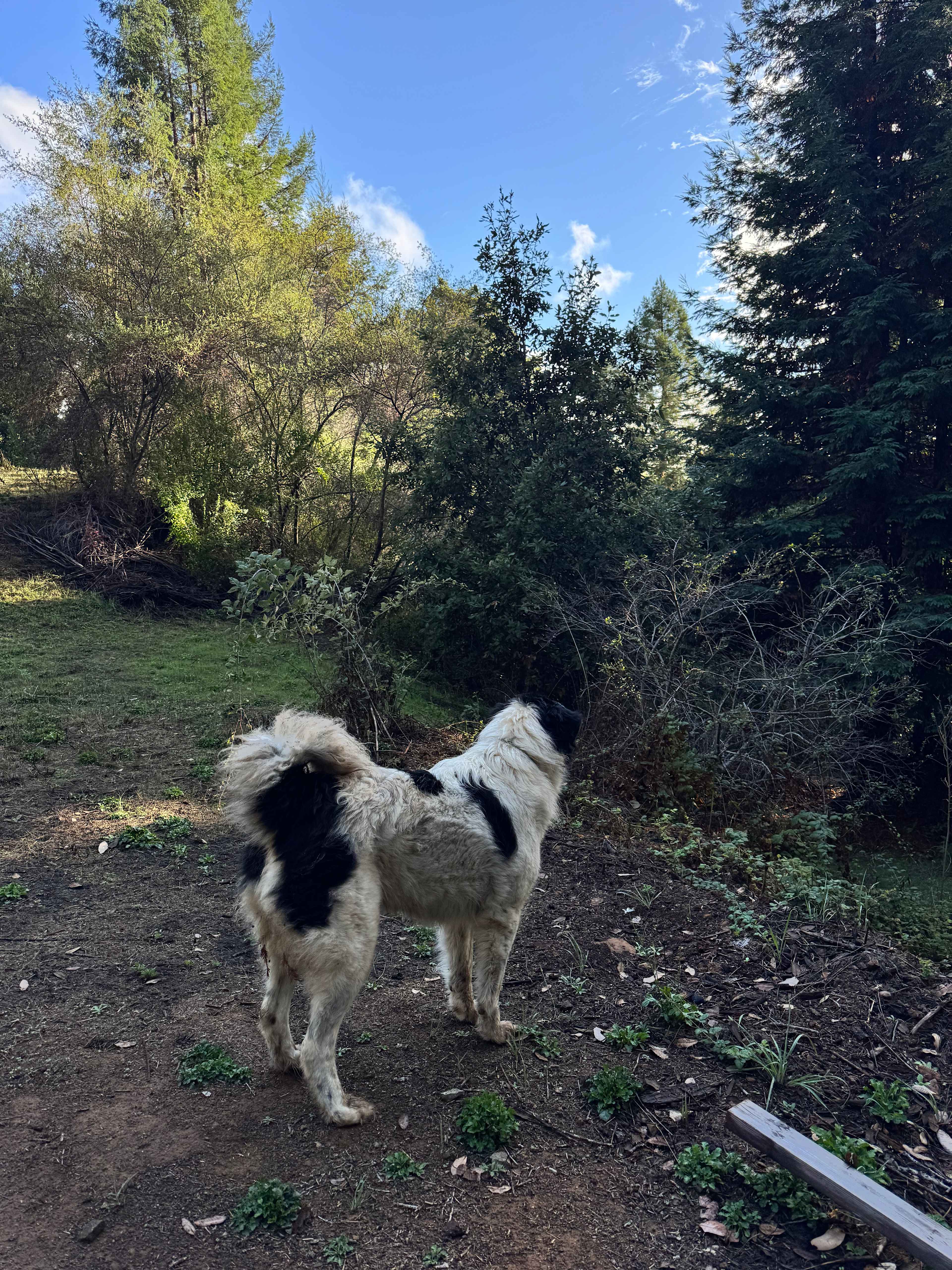 Comptche Matrix @ Sunny-land